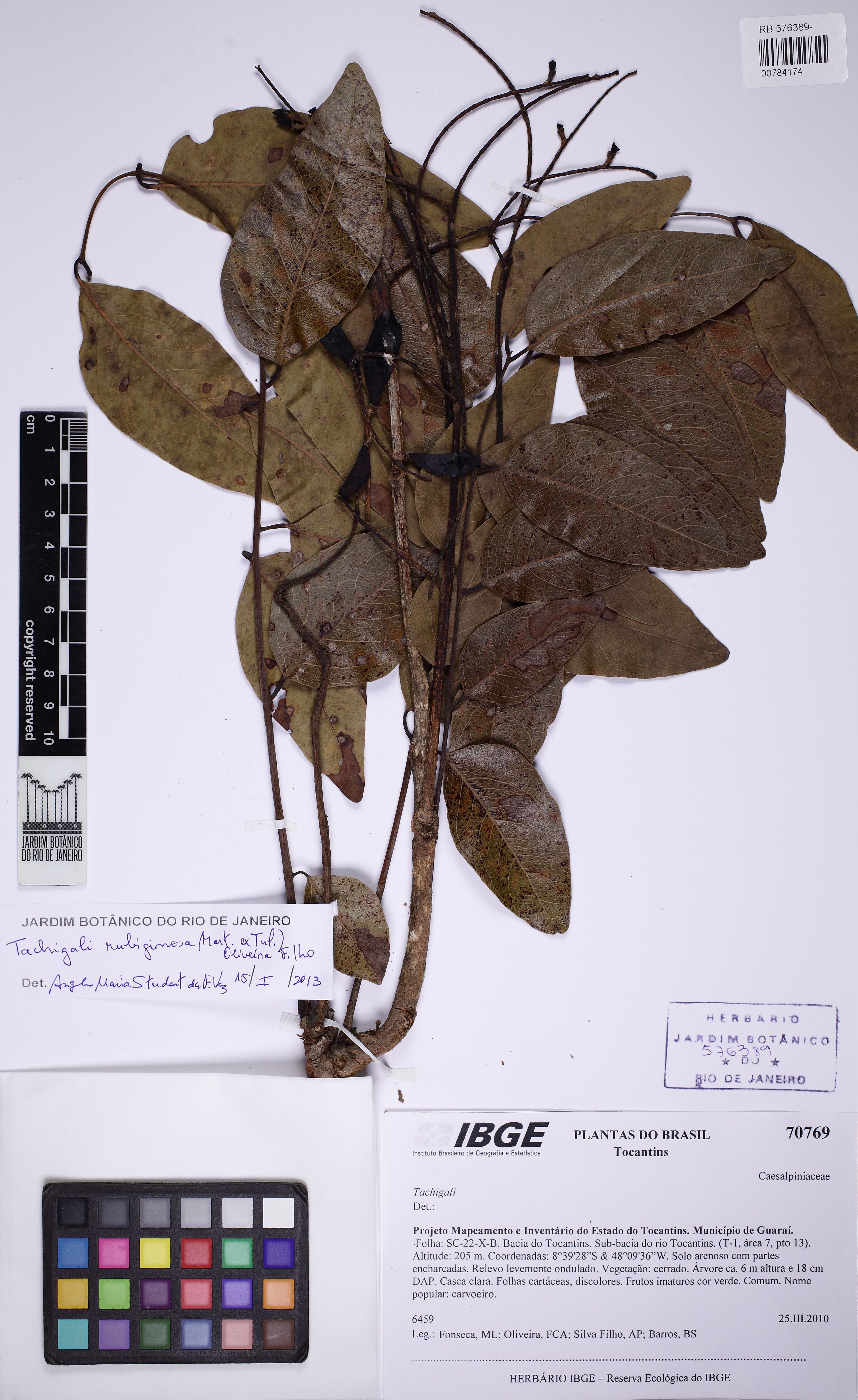Tachigali rubiginosa - 72