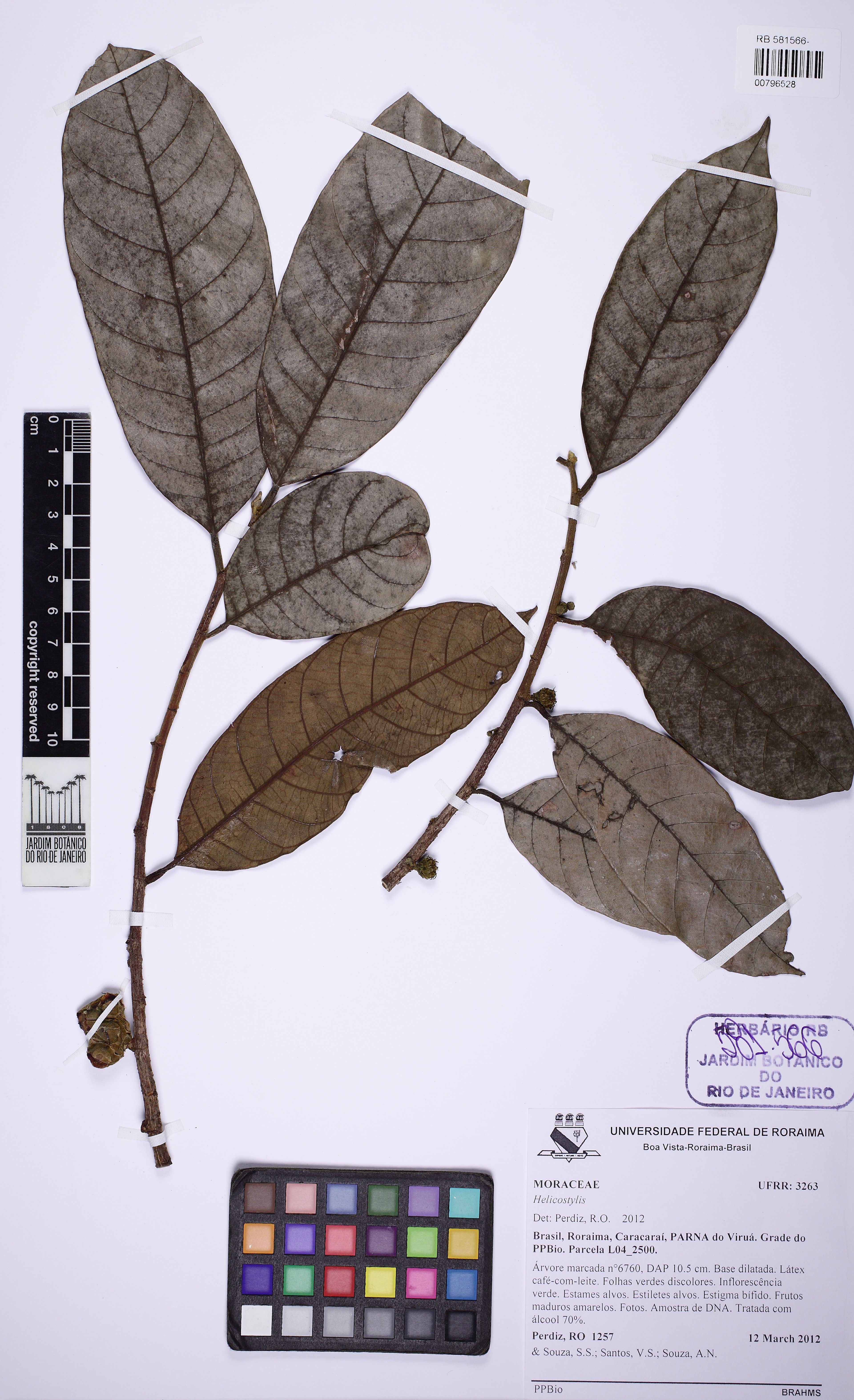 Helicostylis tomentosa - 16