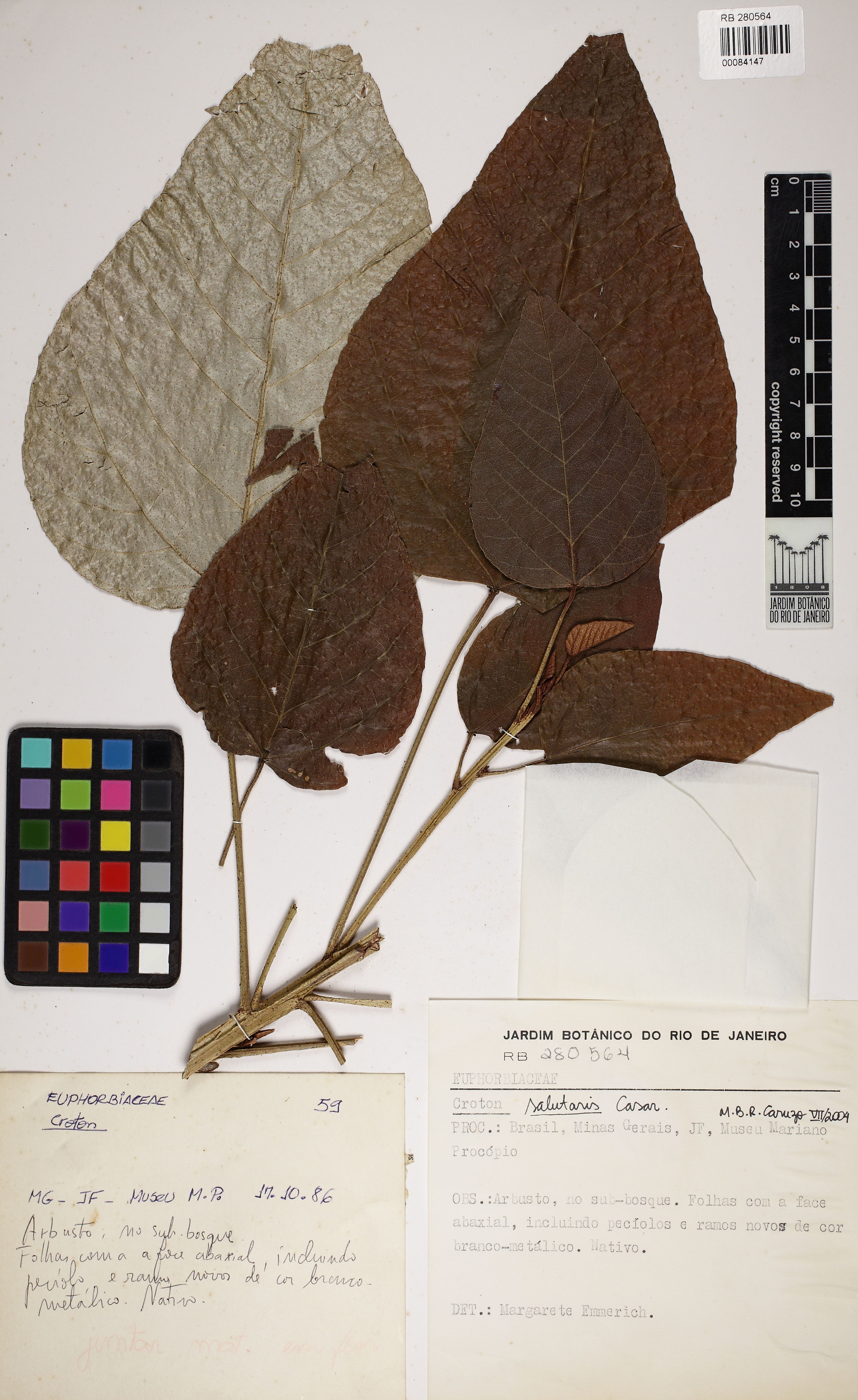 Croton salutaris - 62