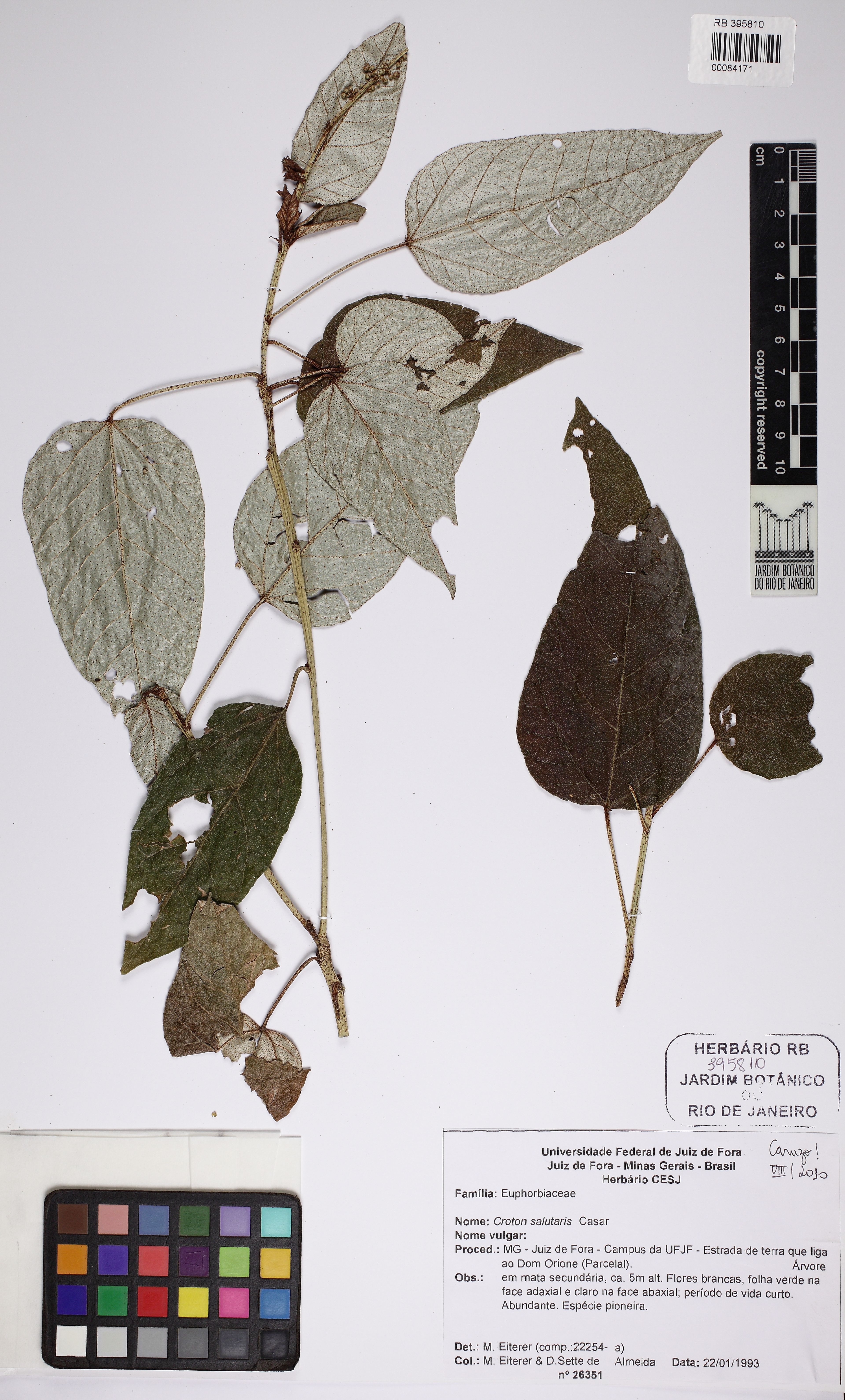 Croton salutaris - 25