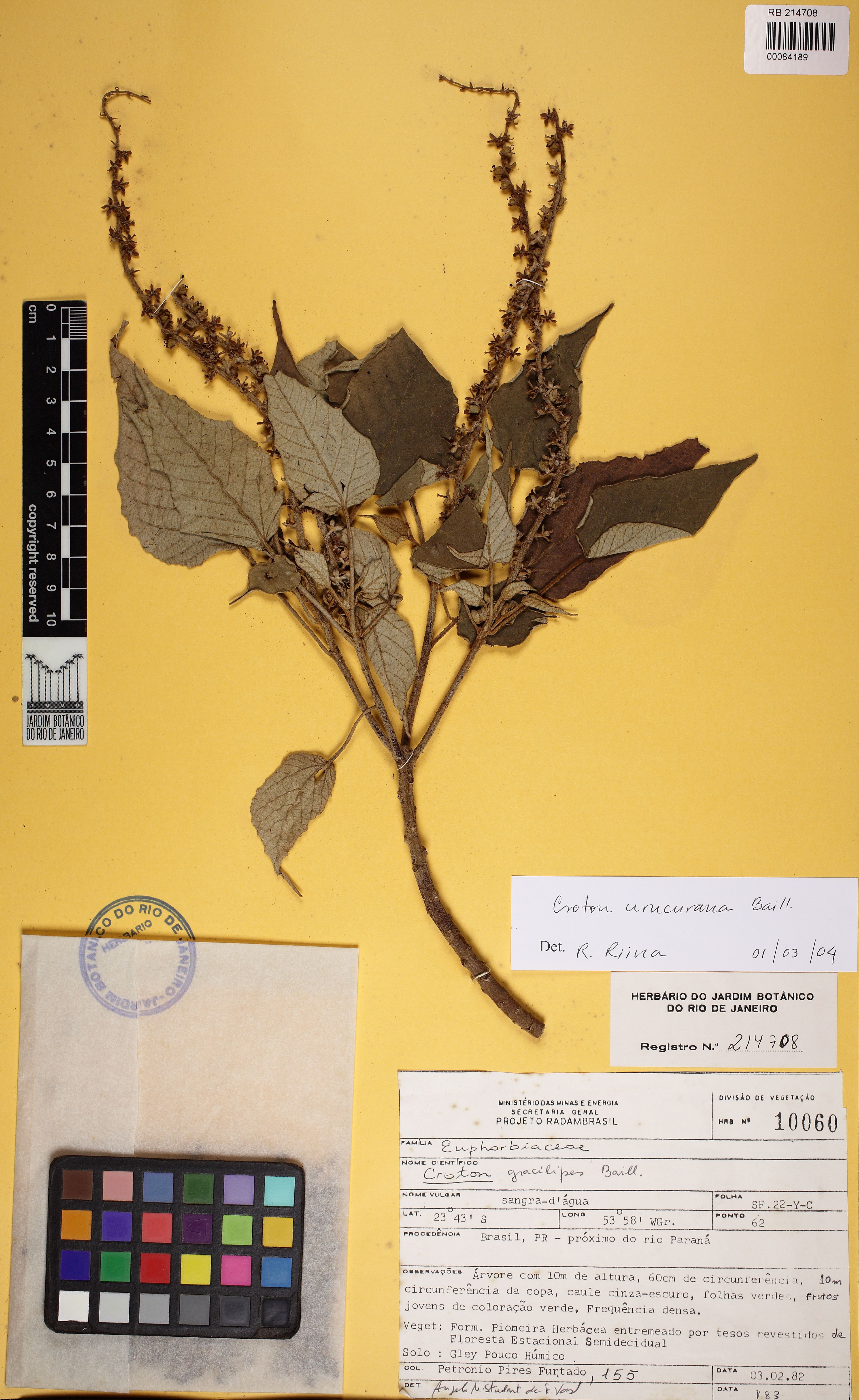 Croton salutaris - 4
