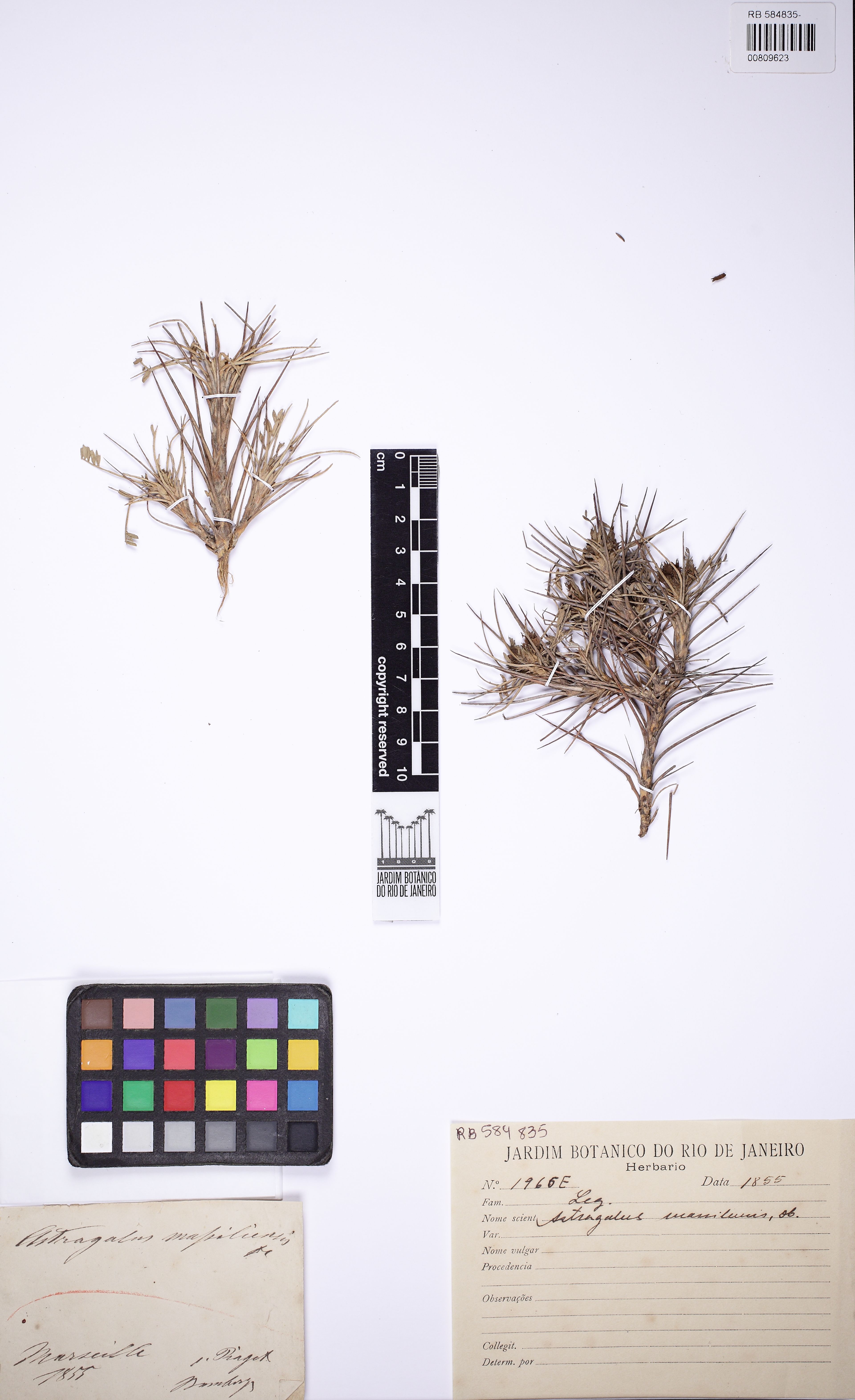 Astragalus massiliensis - 40