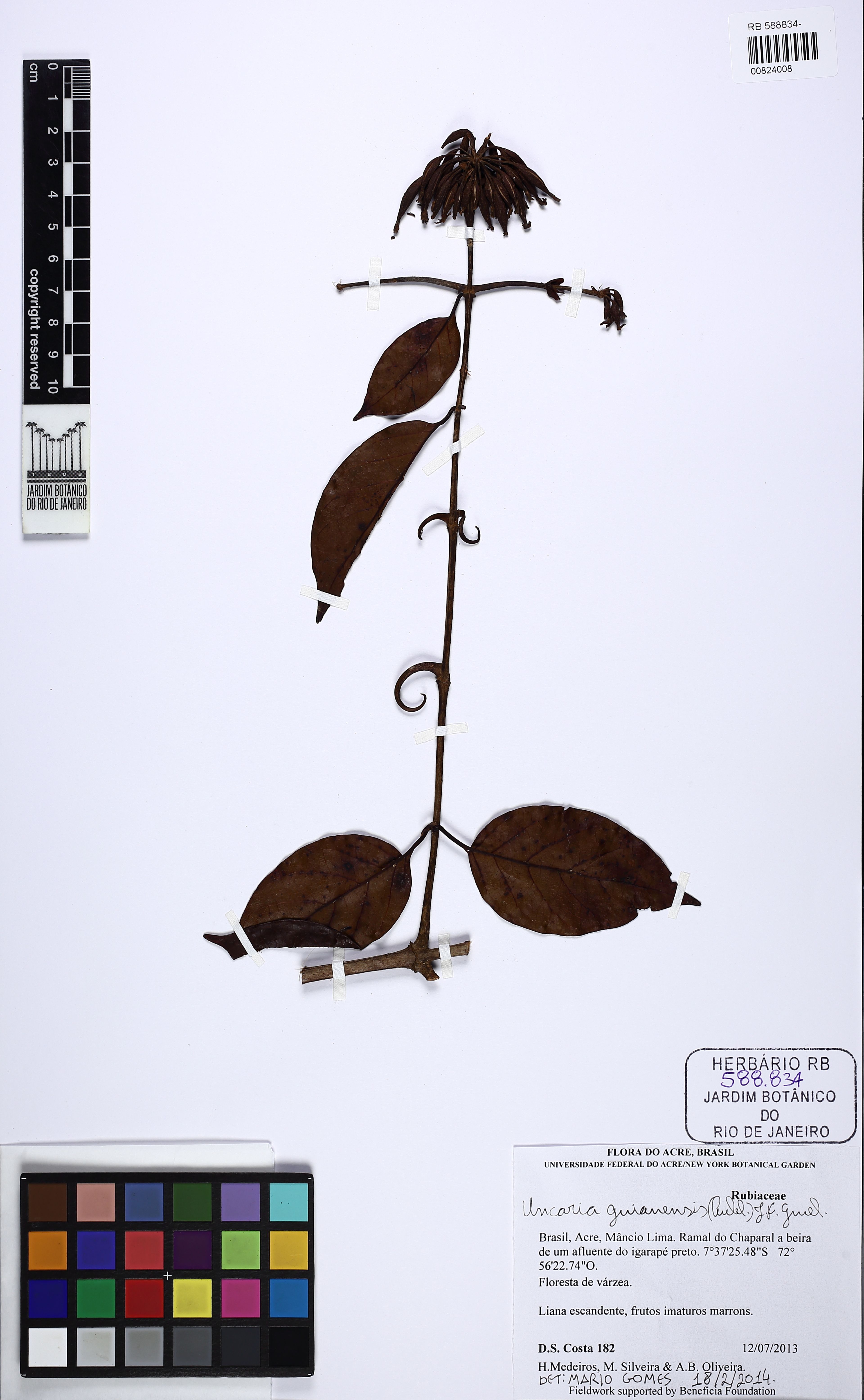 Uncaria guianensis - 163