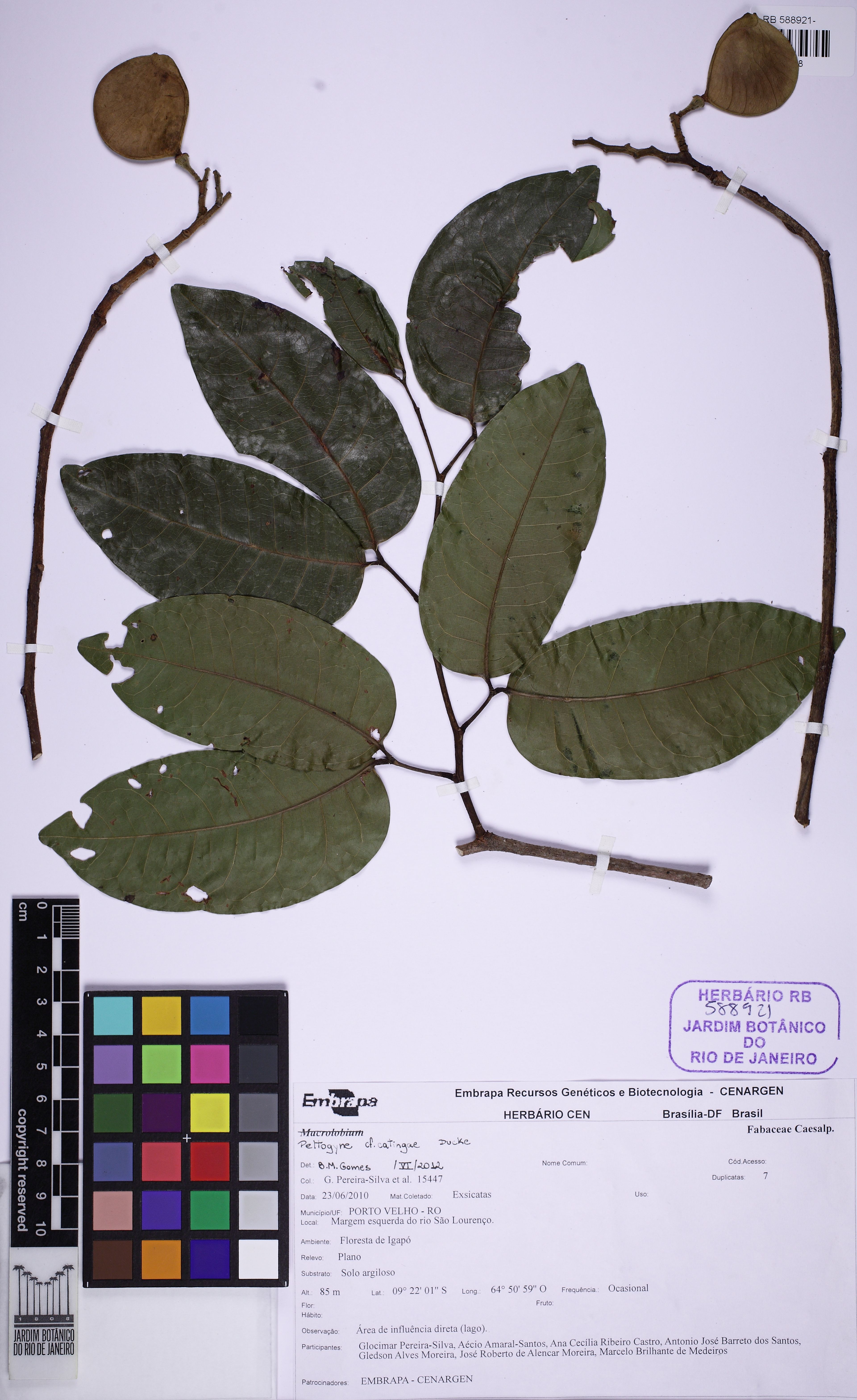 Peltogyne venosa - 42