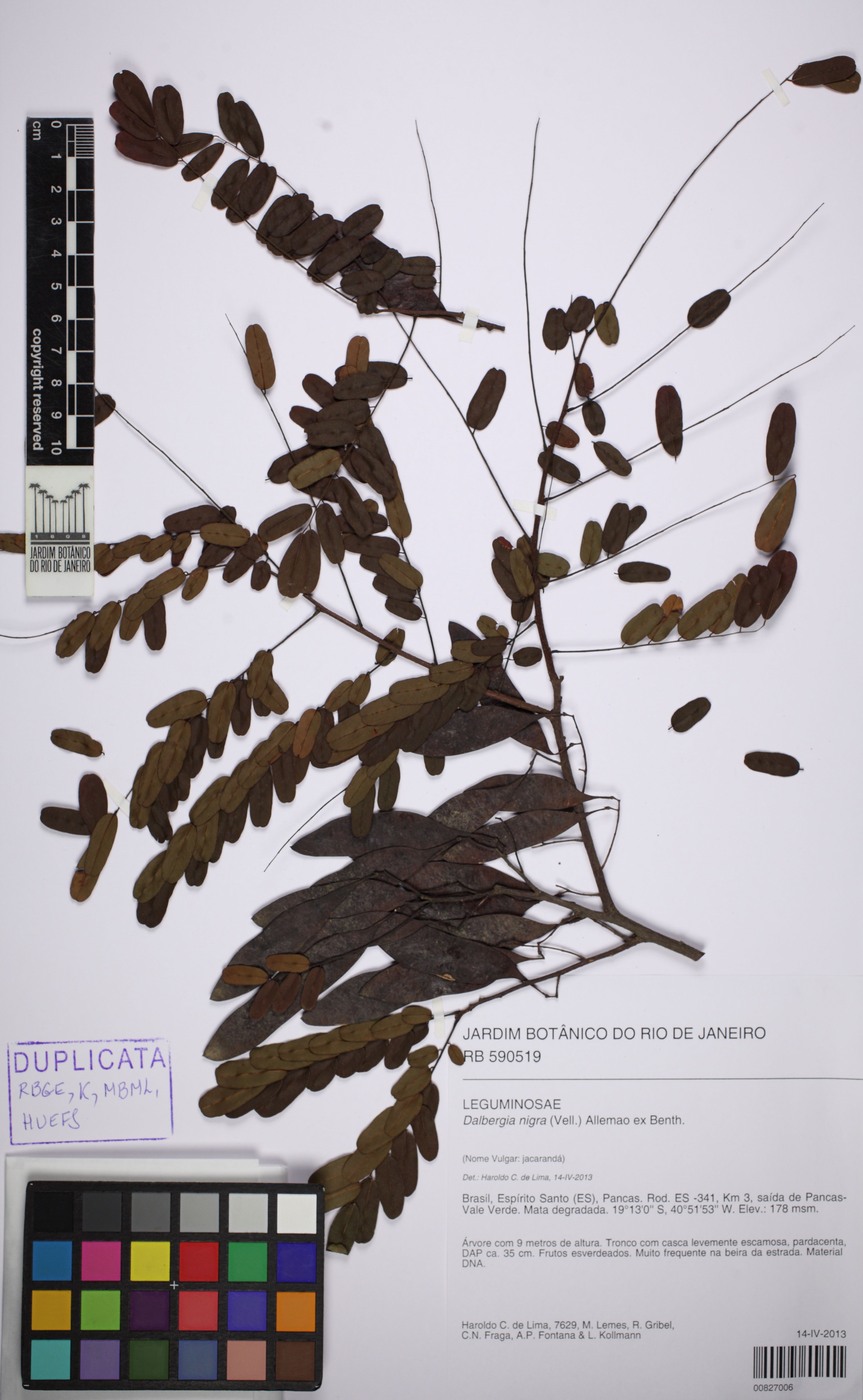 Dalbergia nigra - 20