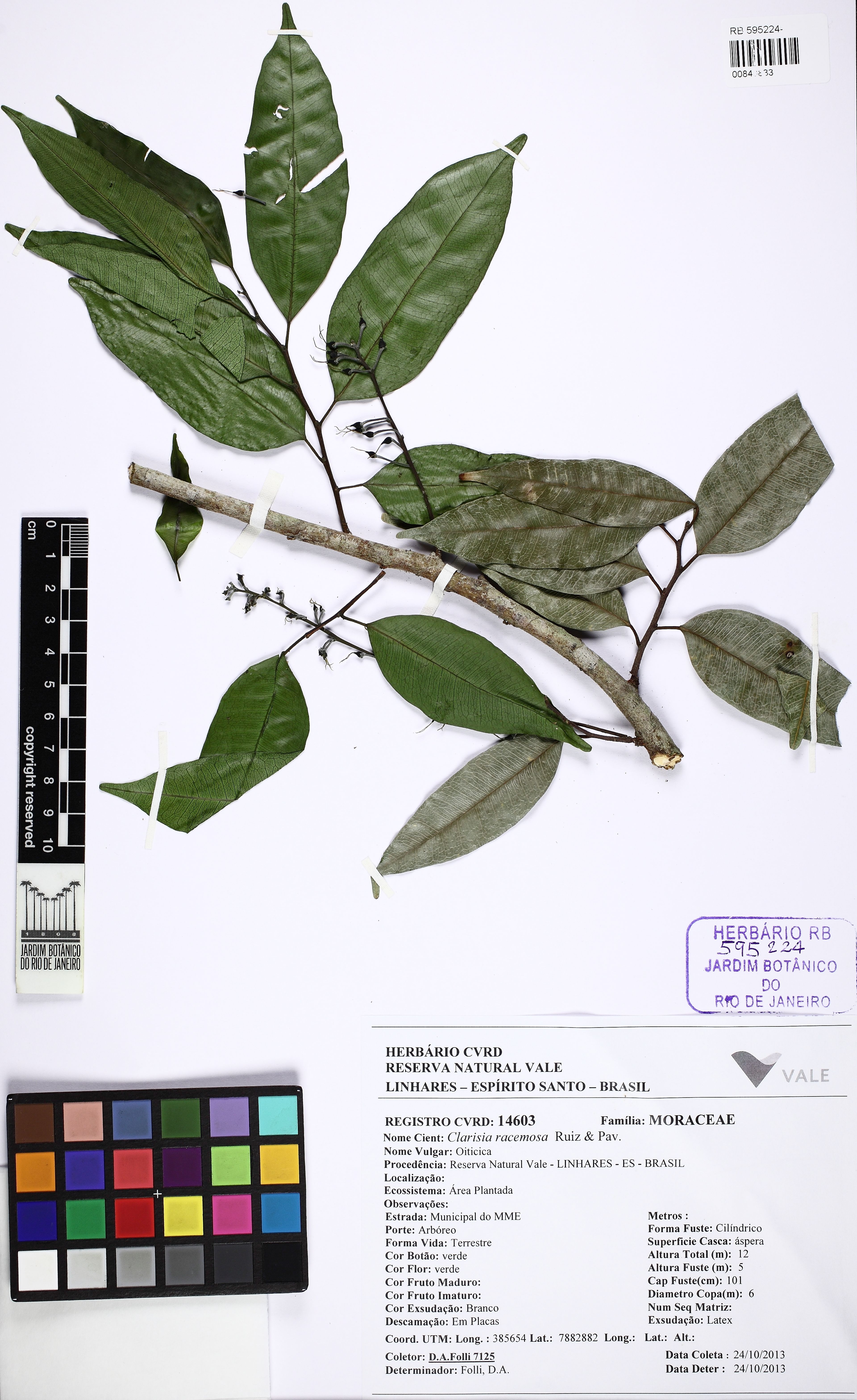 Clarisia racemosa - 116