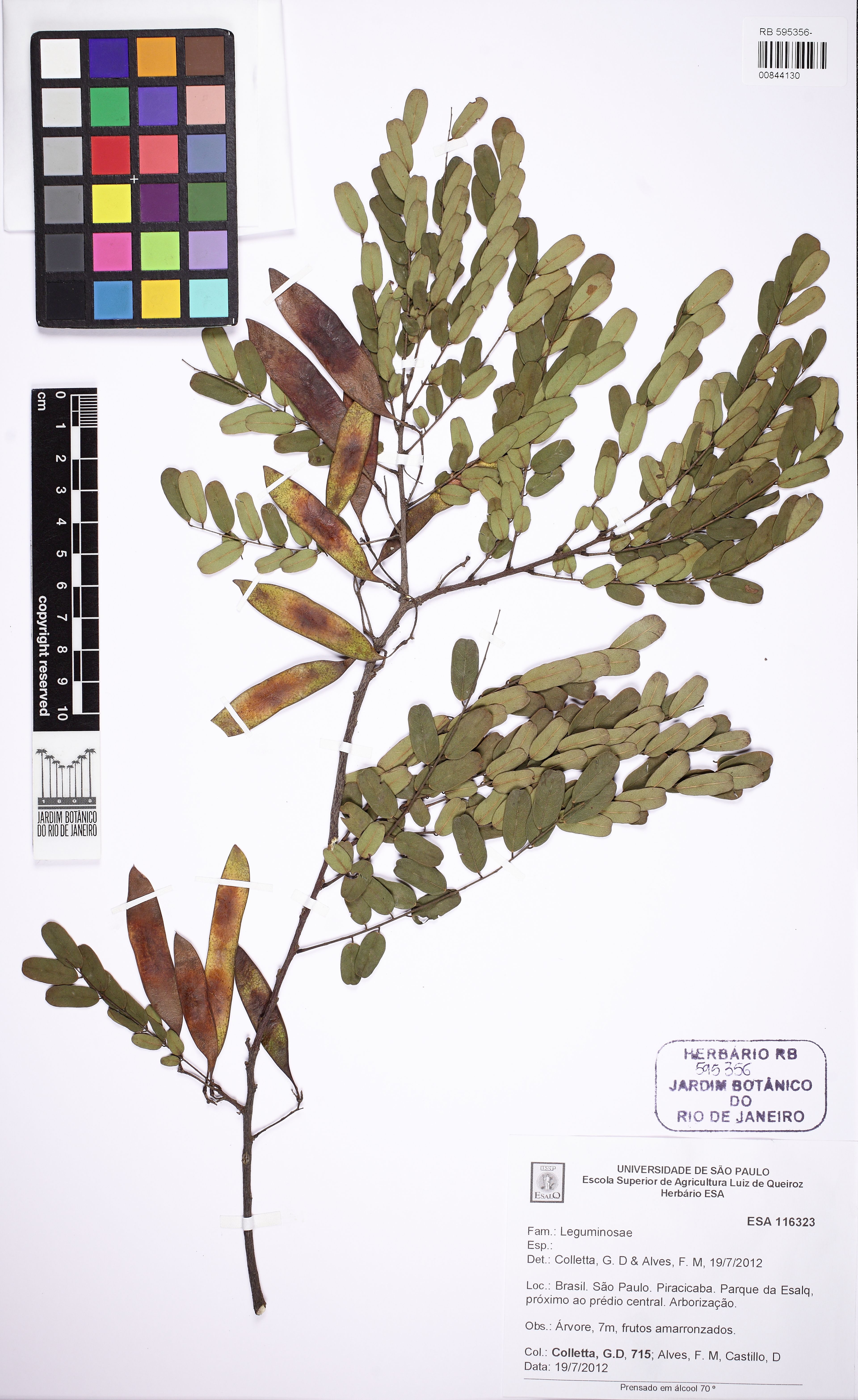 Dalbergia nigra - 69