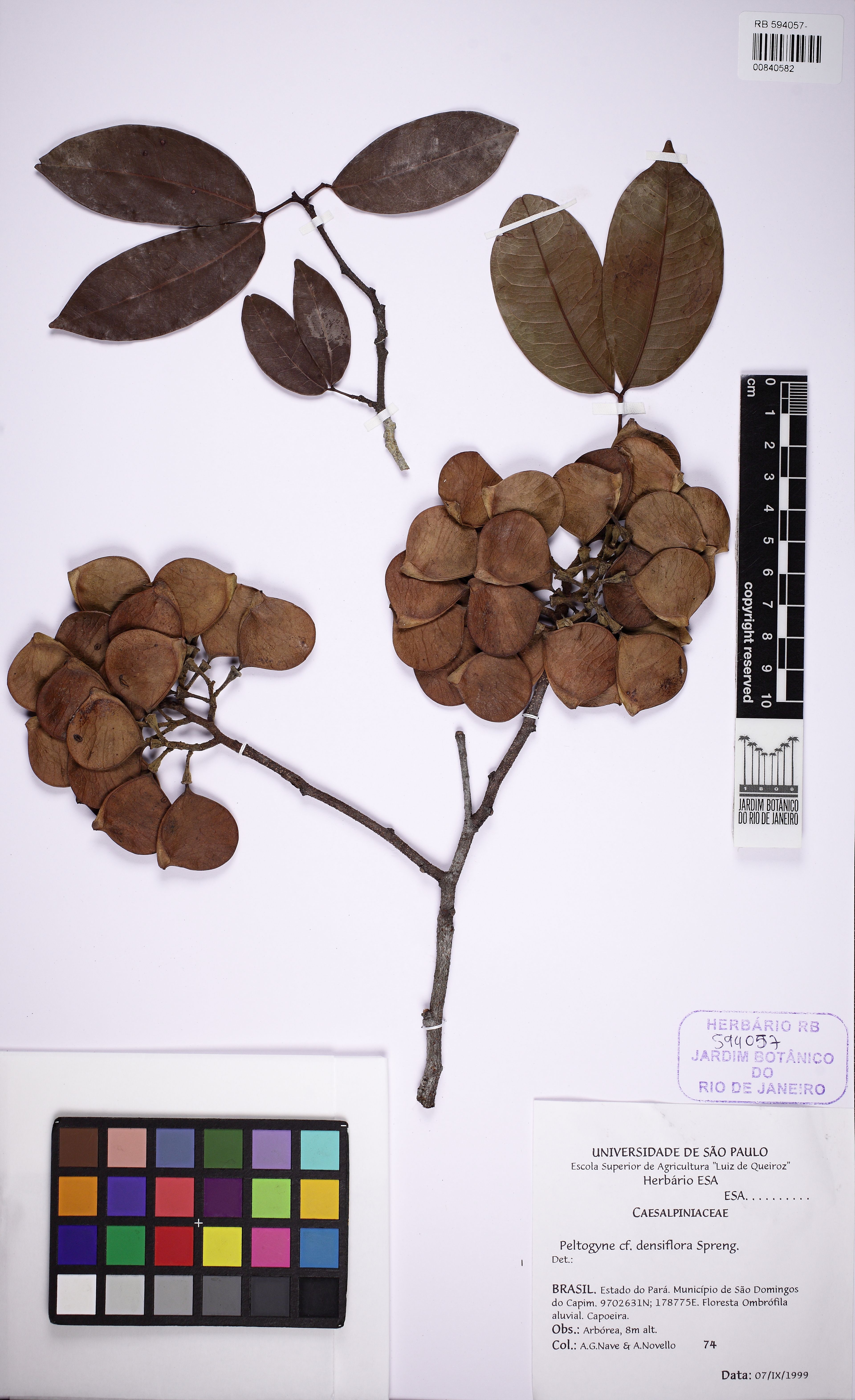 Peltogyne venosa - 28