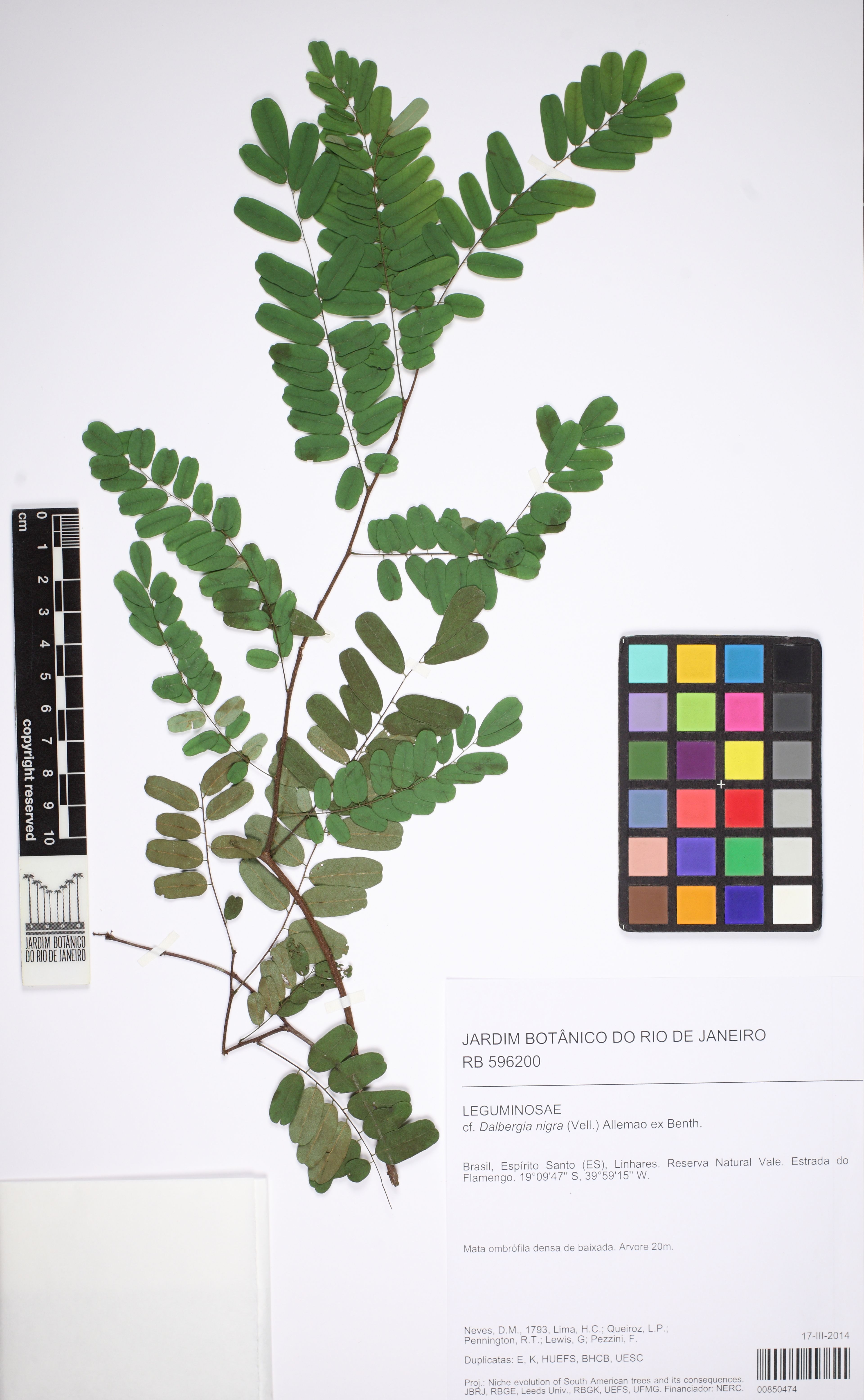 Dalbergia nigra - 104