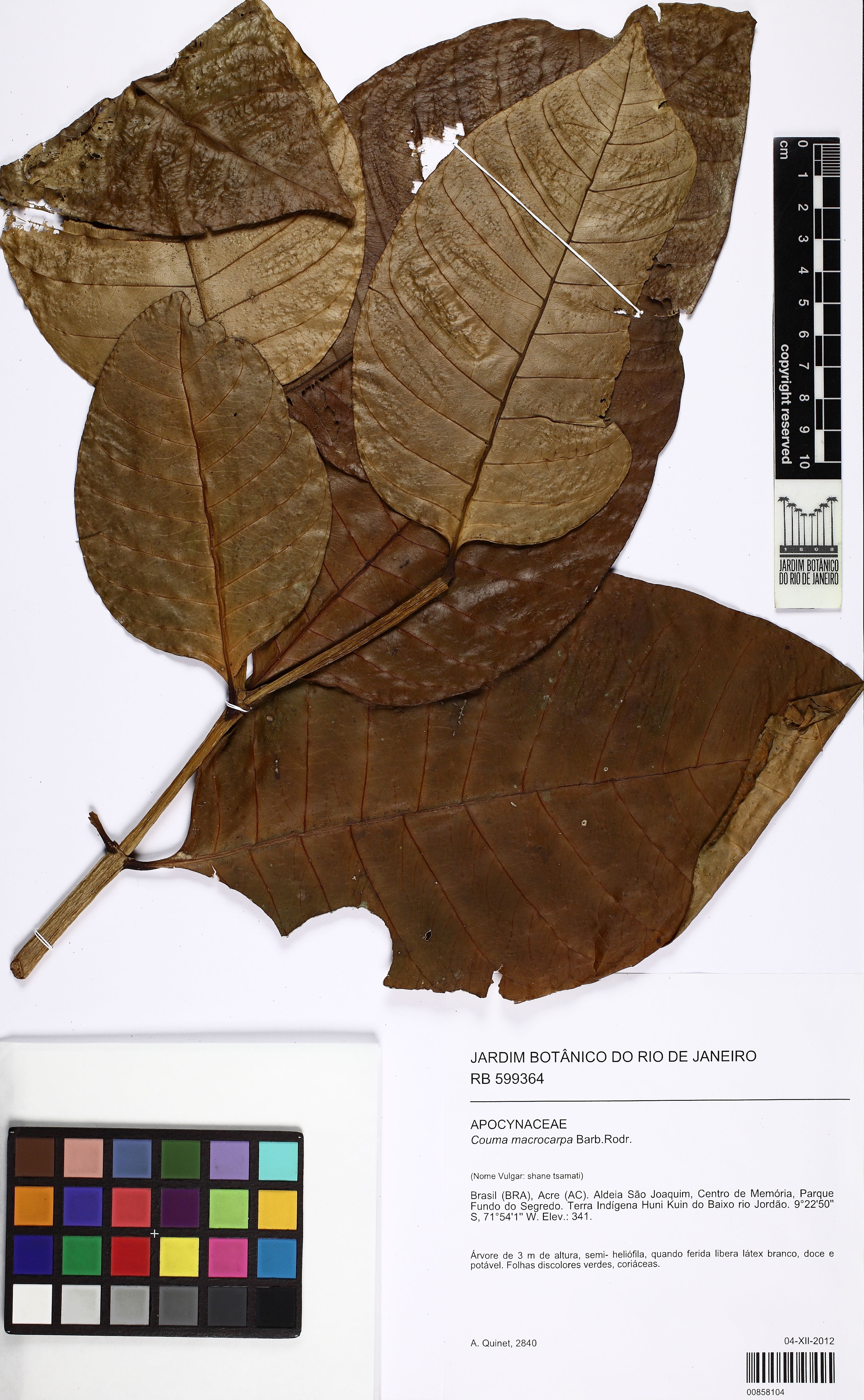 Couma macrocarpa - 77