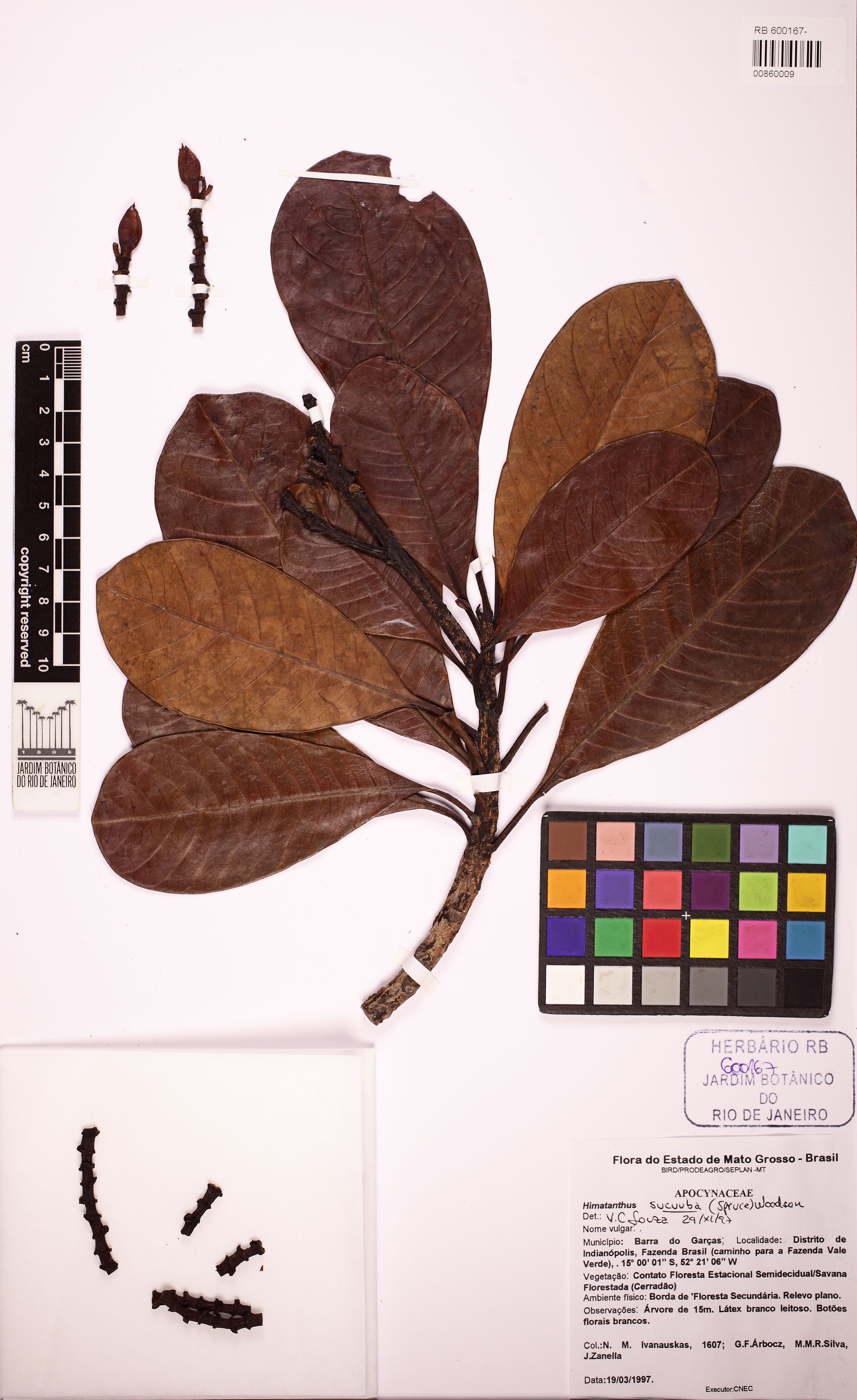 Himatanthus sucuuba - 80