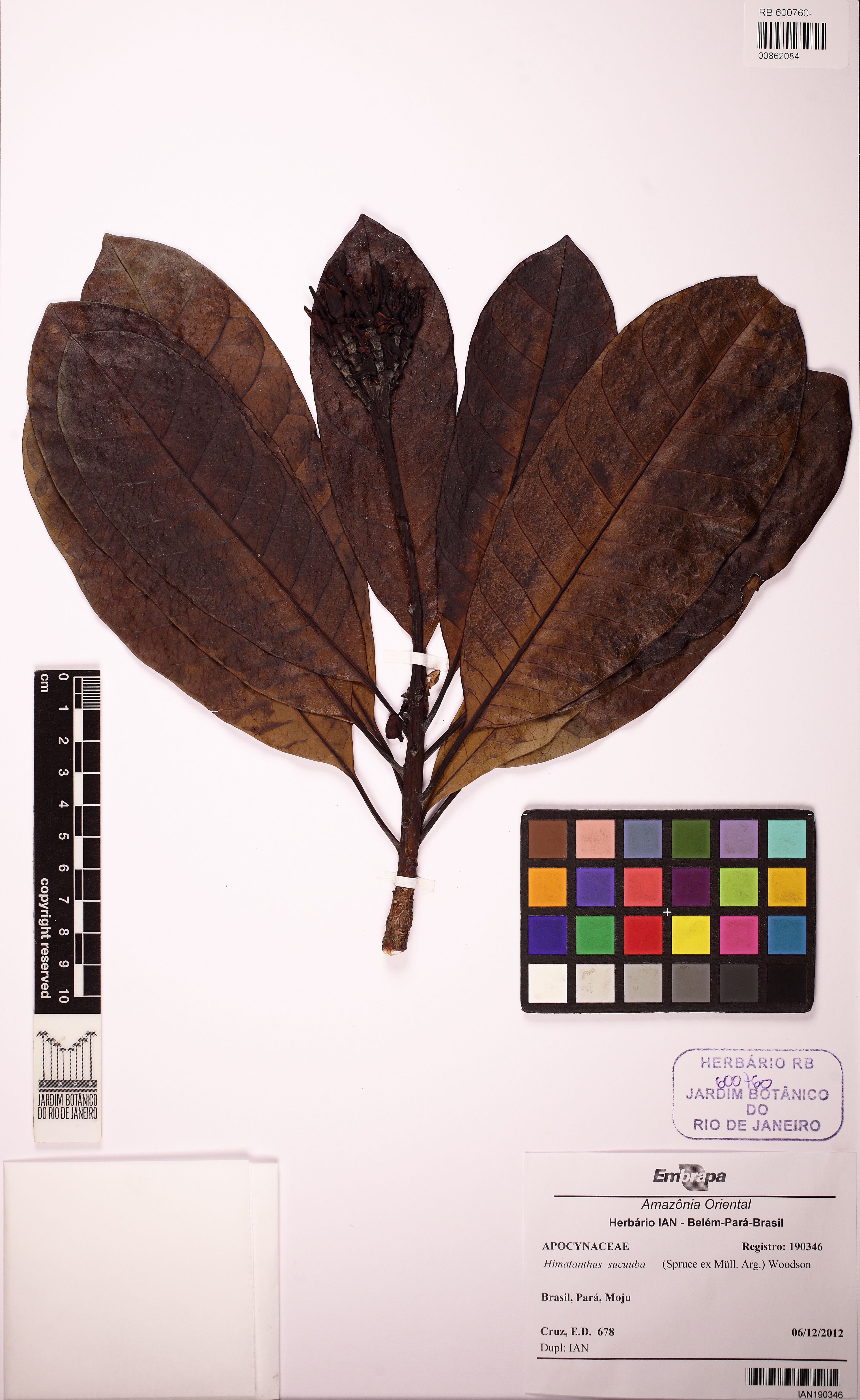 Himatanthus sucuuba - 48