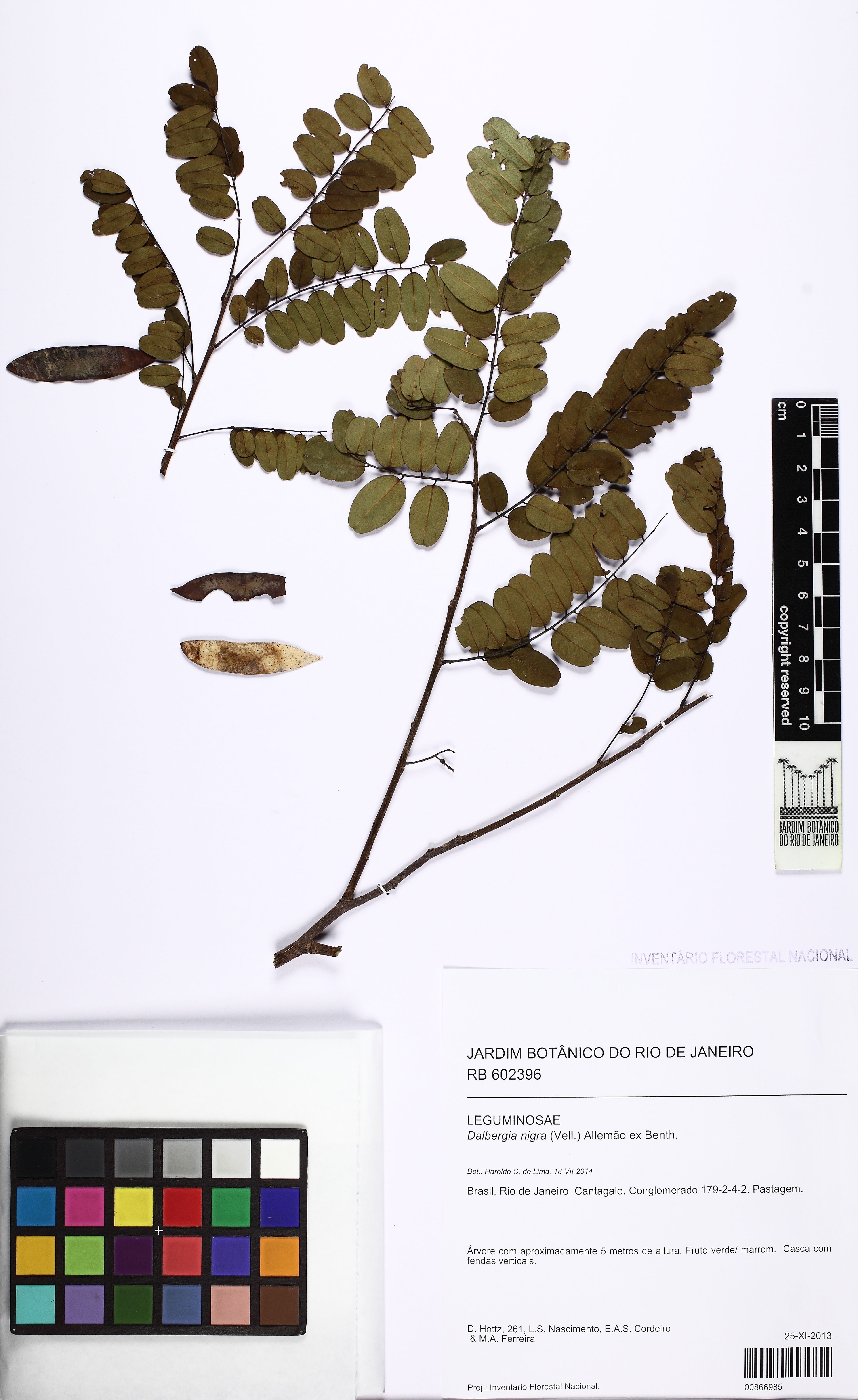 Dalbergia nigra - 61