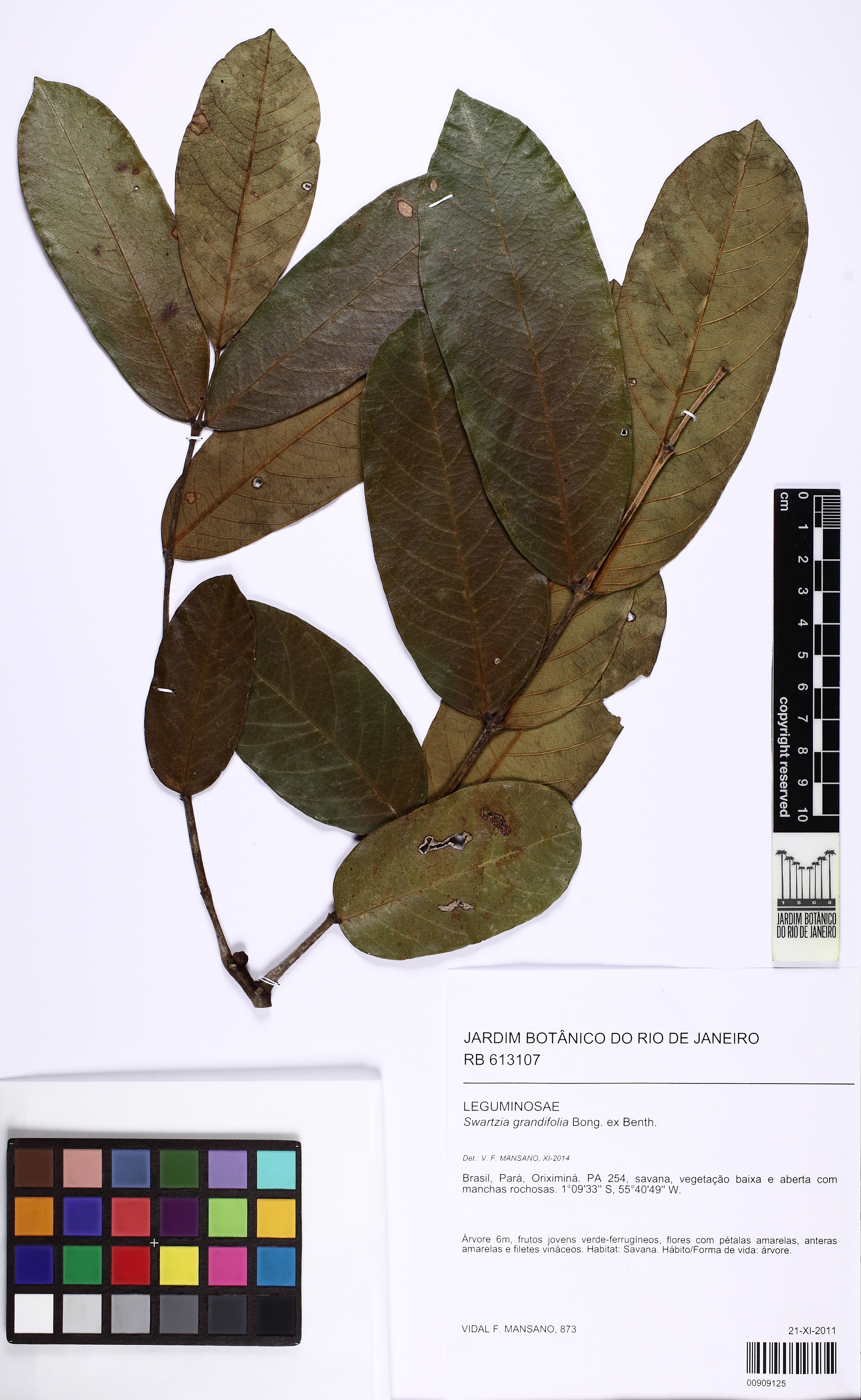 Swartzia grandifolia - 87