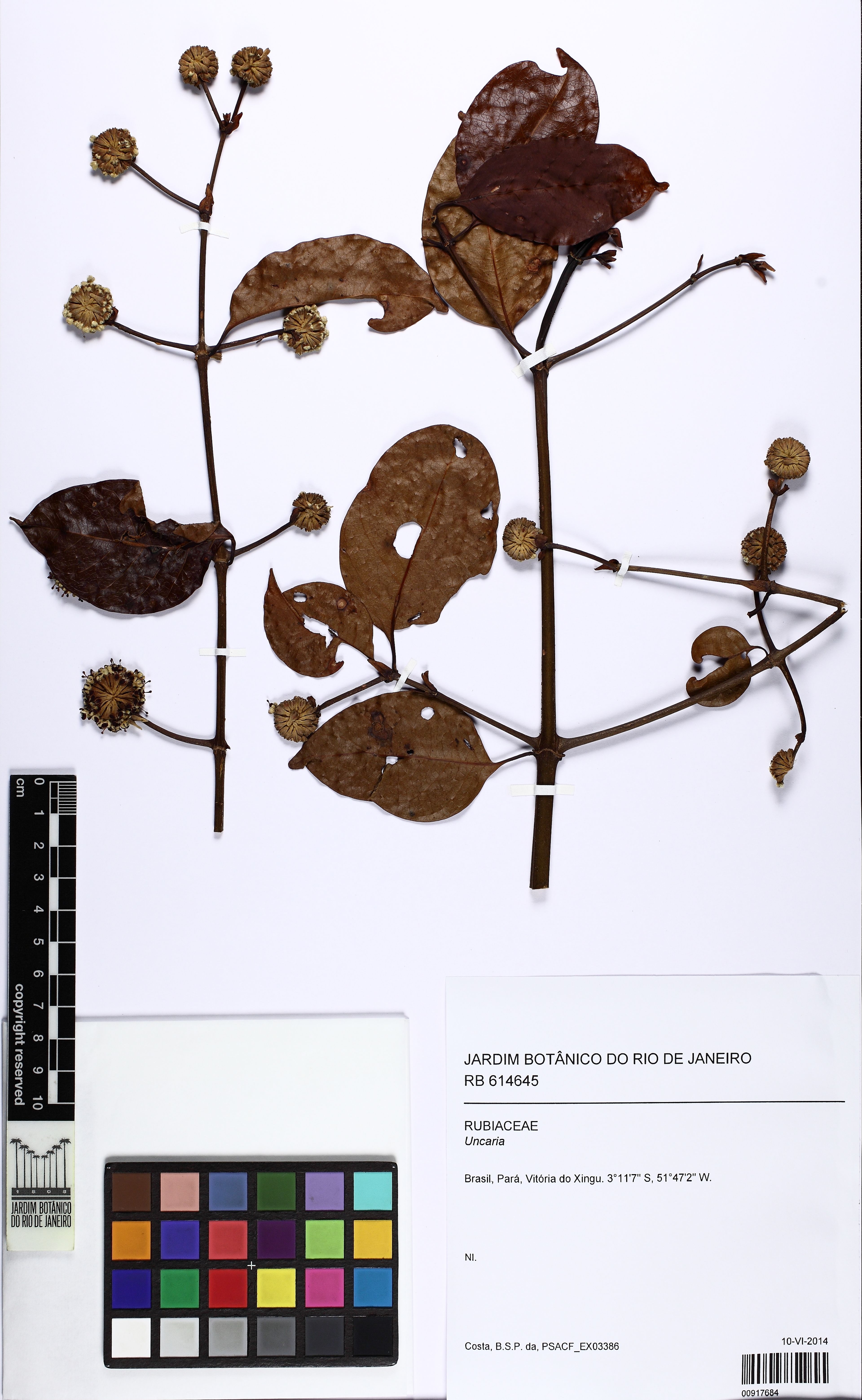 Uncaria guianensis - 104