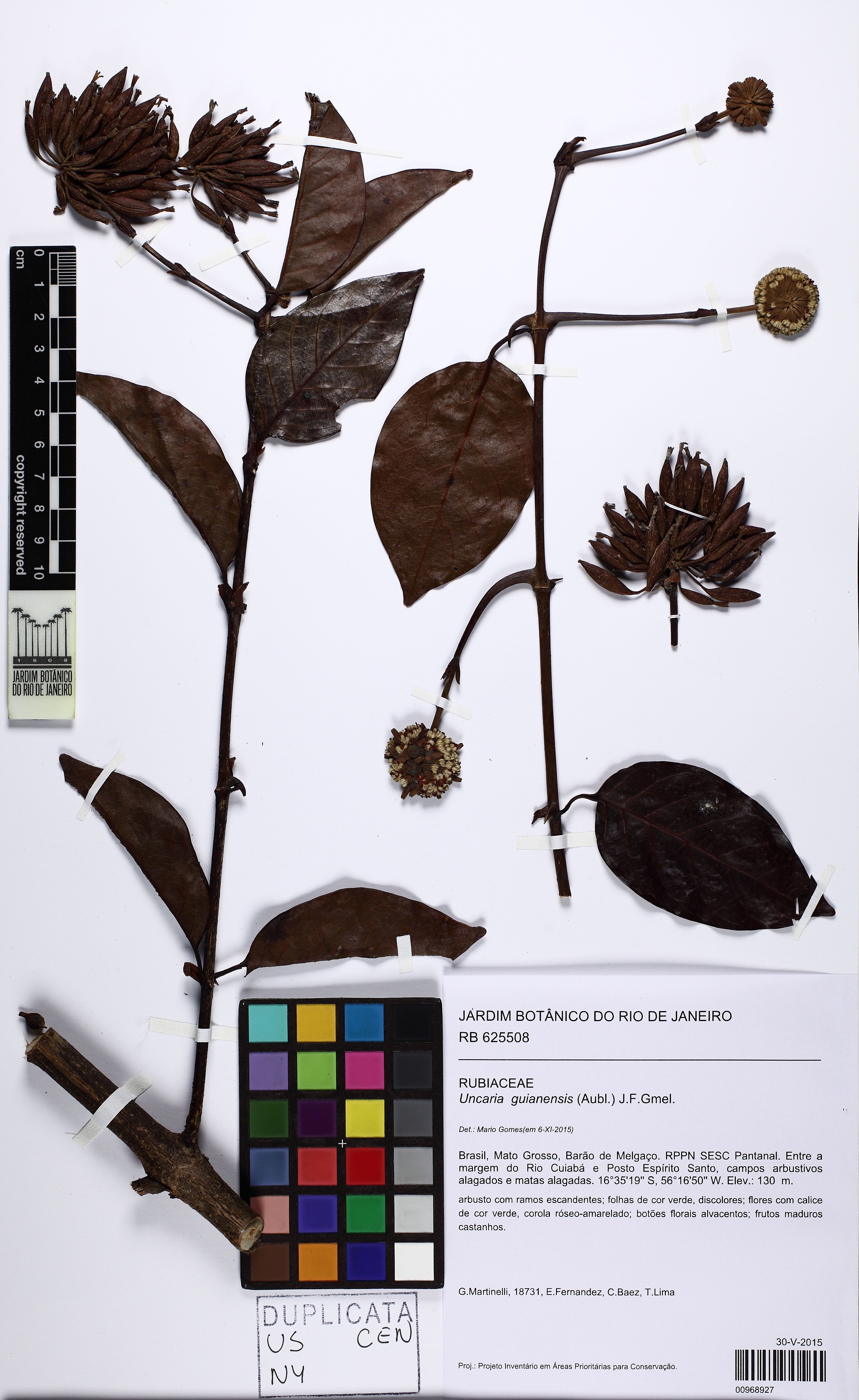 Uncaria guianensis - 77