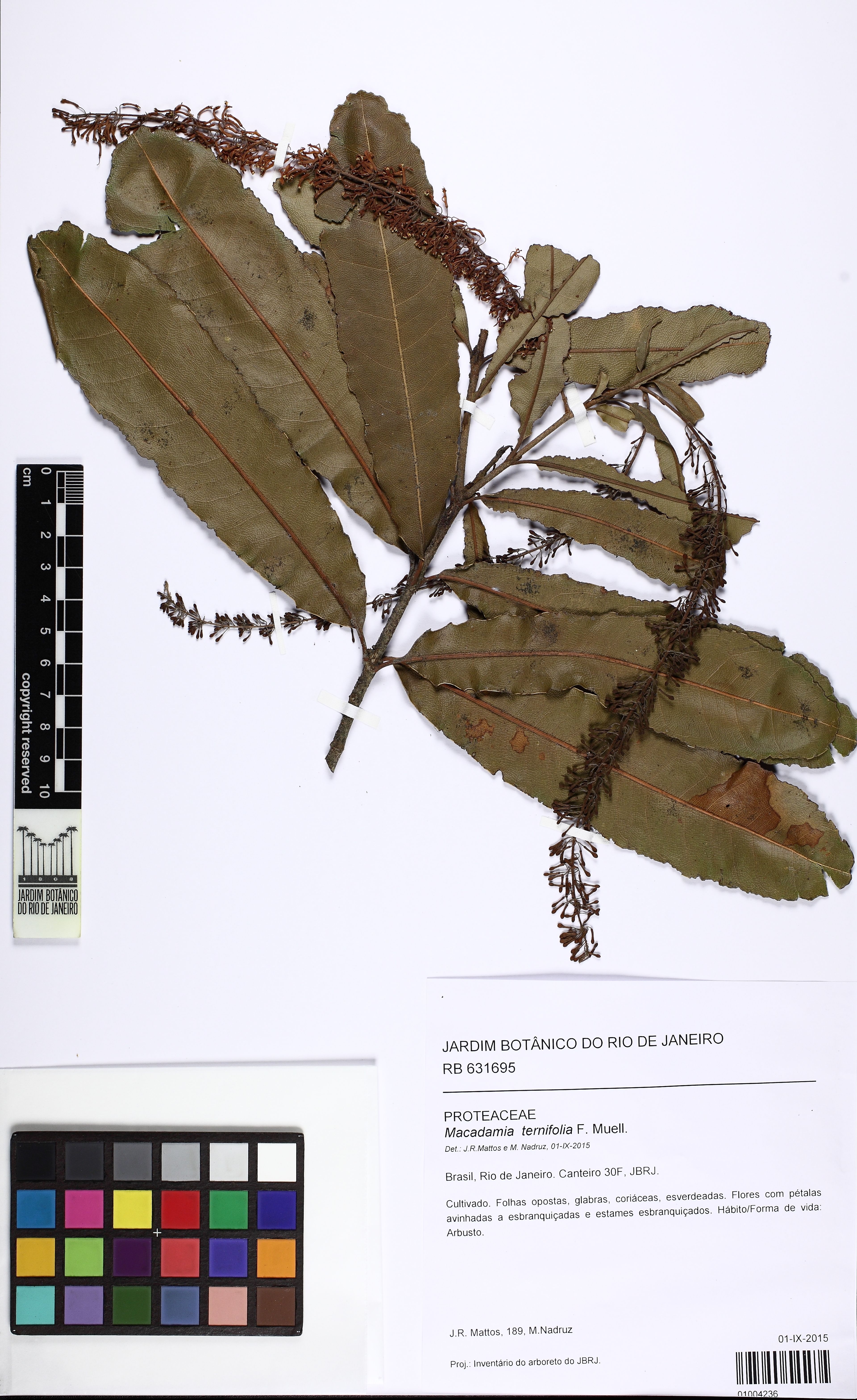 Macadamia ternifolia - 134