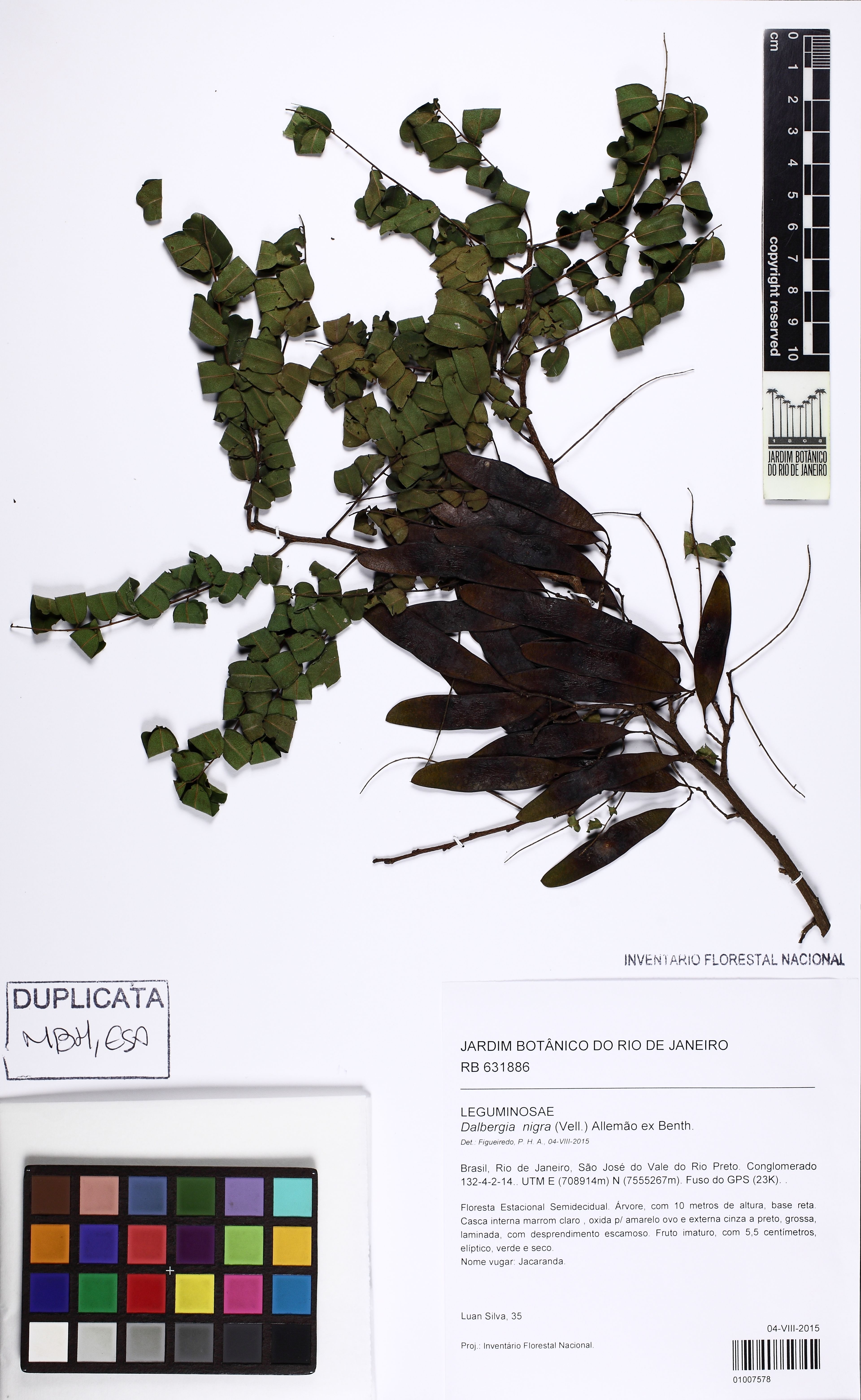 Dalbergia nigra - 58