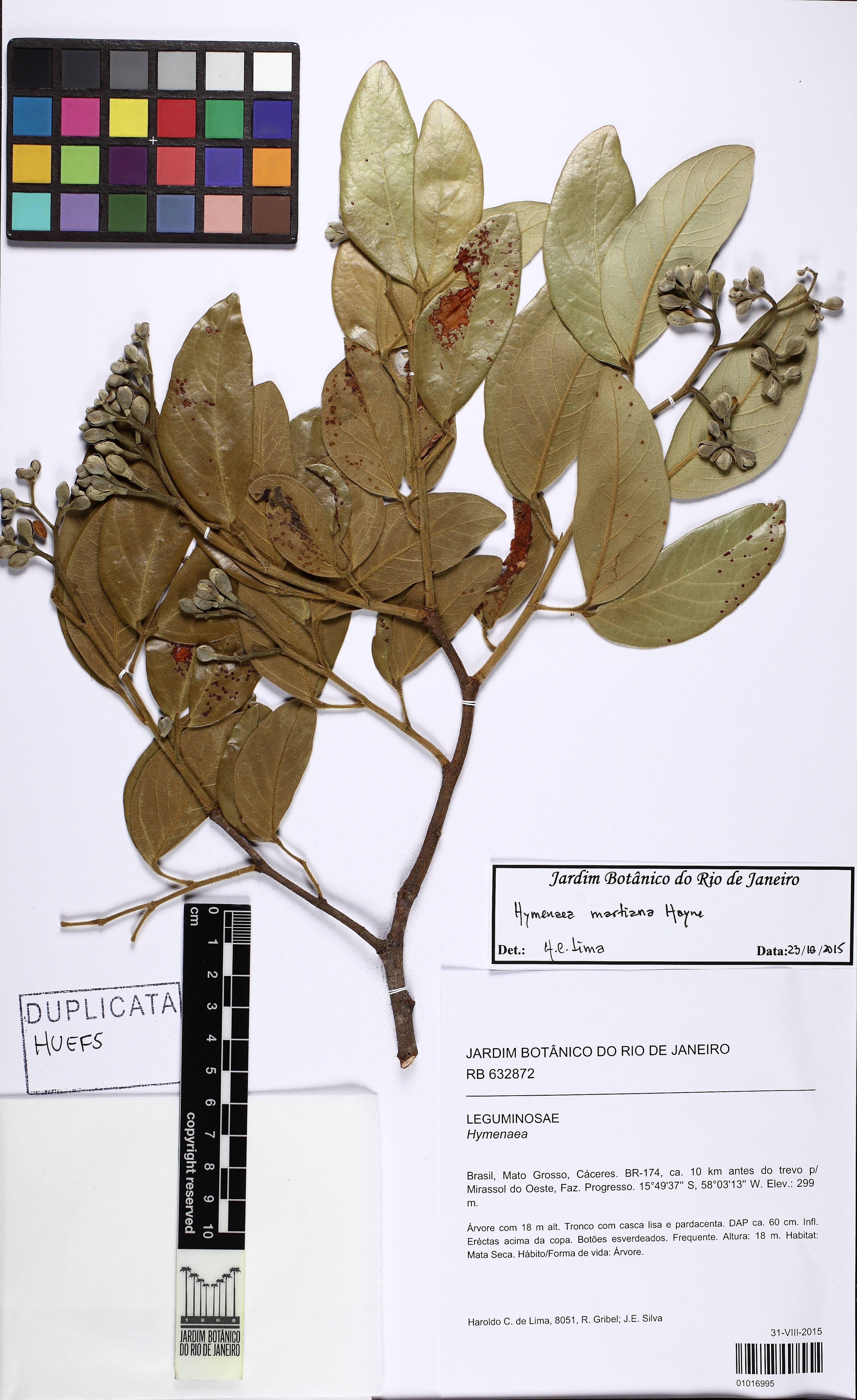 Hymenaea martiana - 32