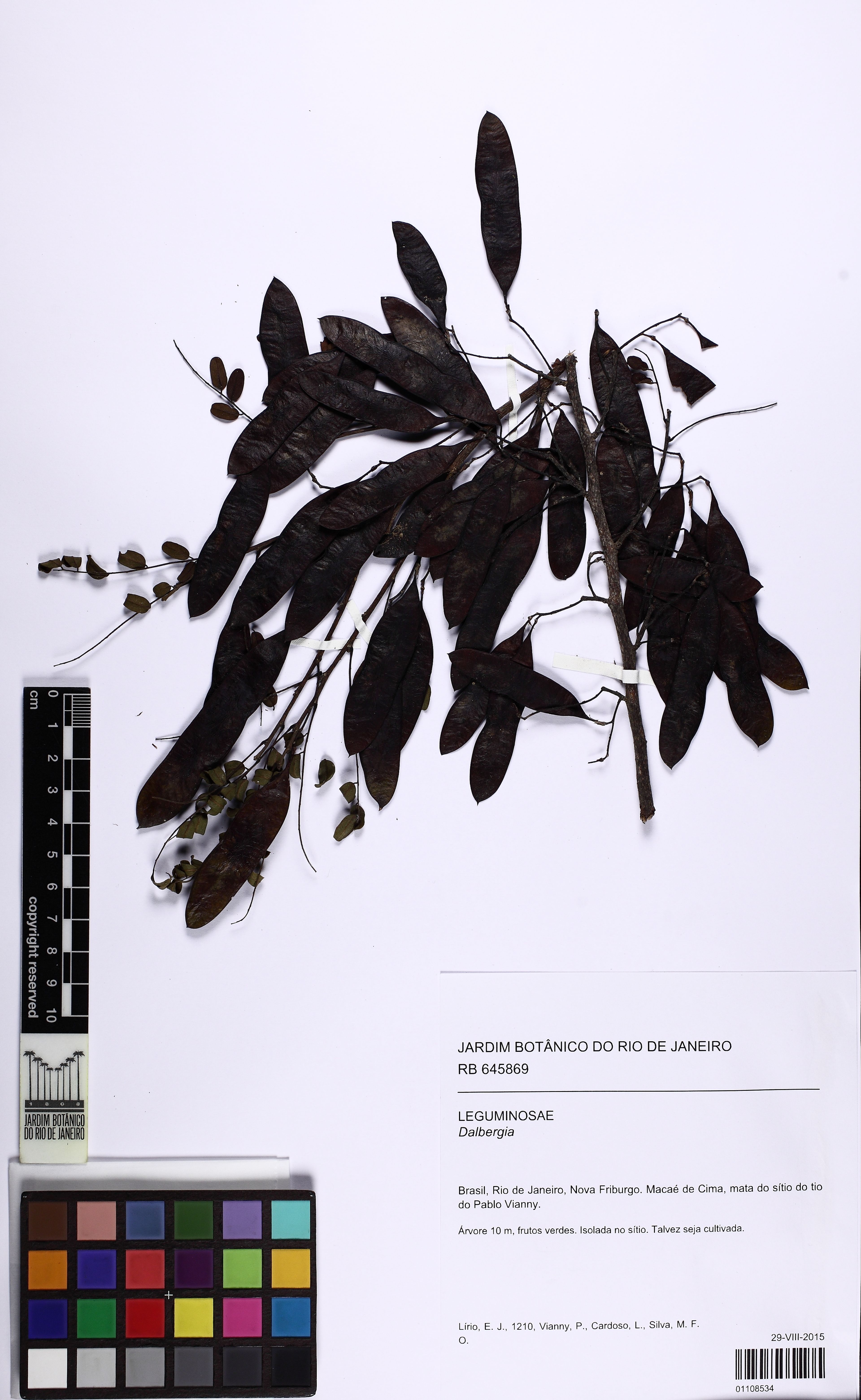 Dalbergia nigra - 29