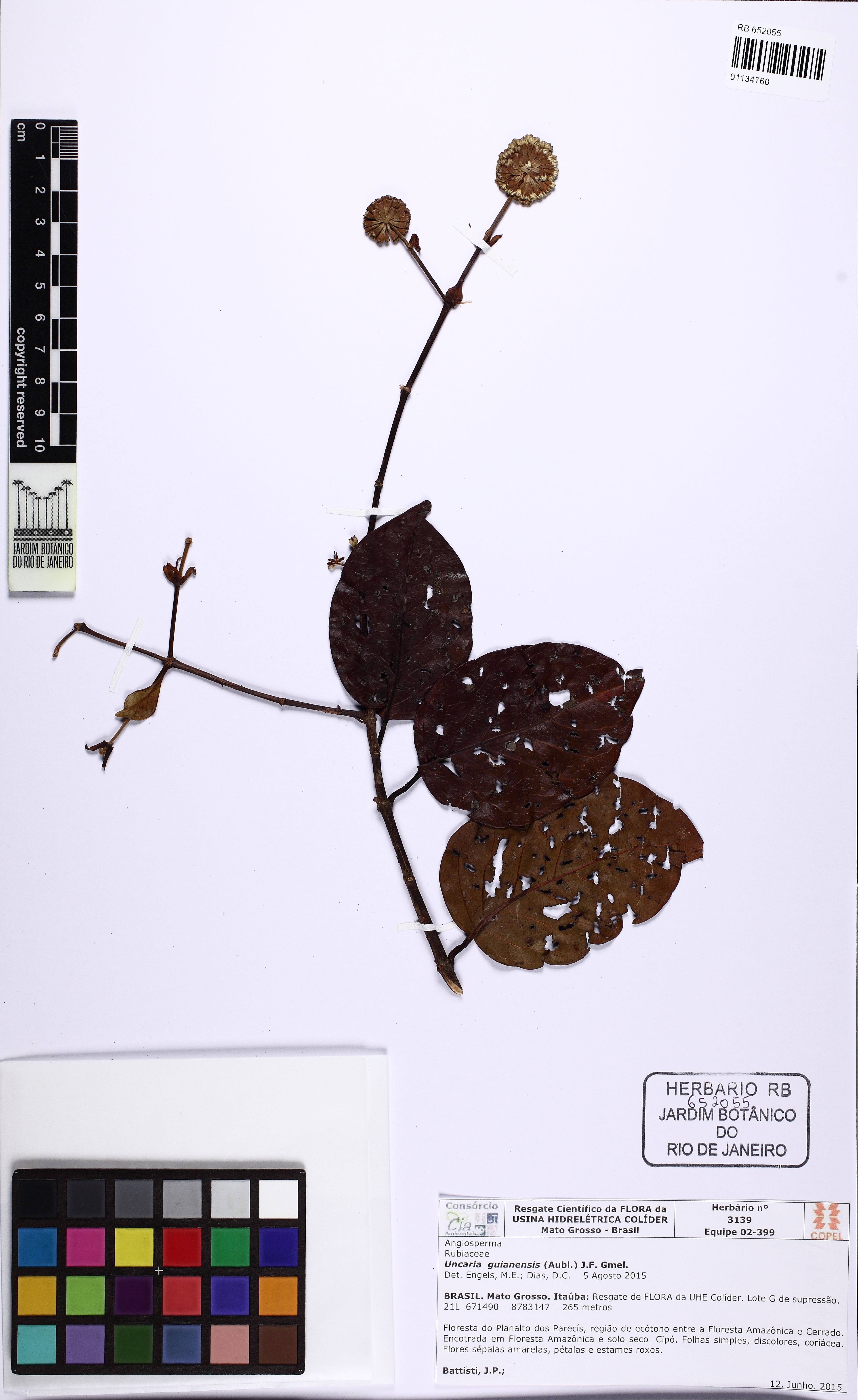 Uncaria guianensis - 103