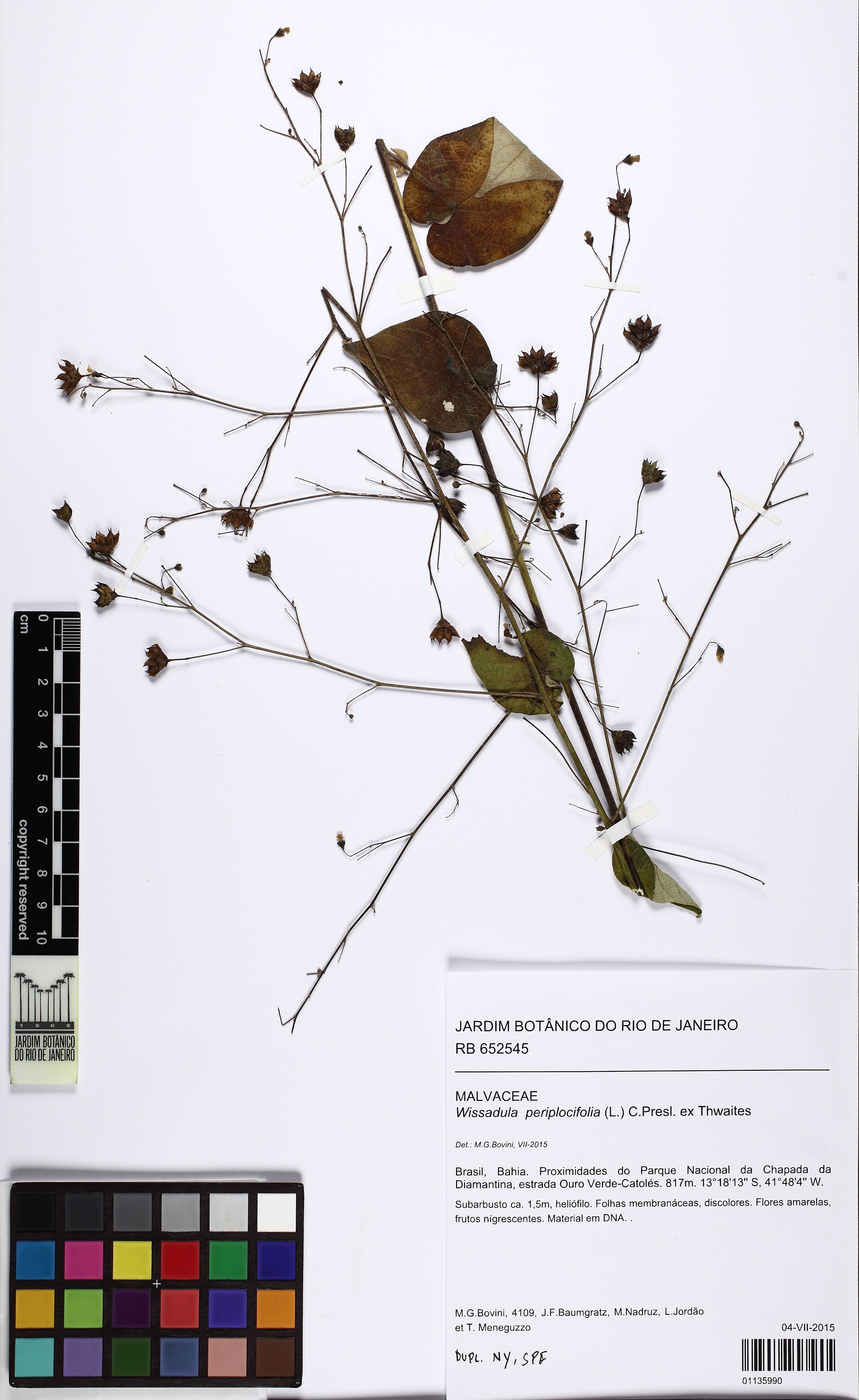 Wissadula periplocifolia - 57