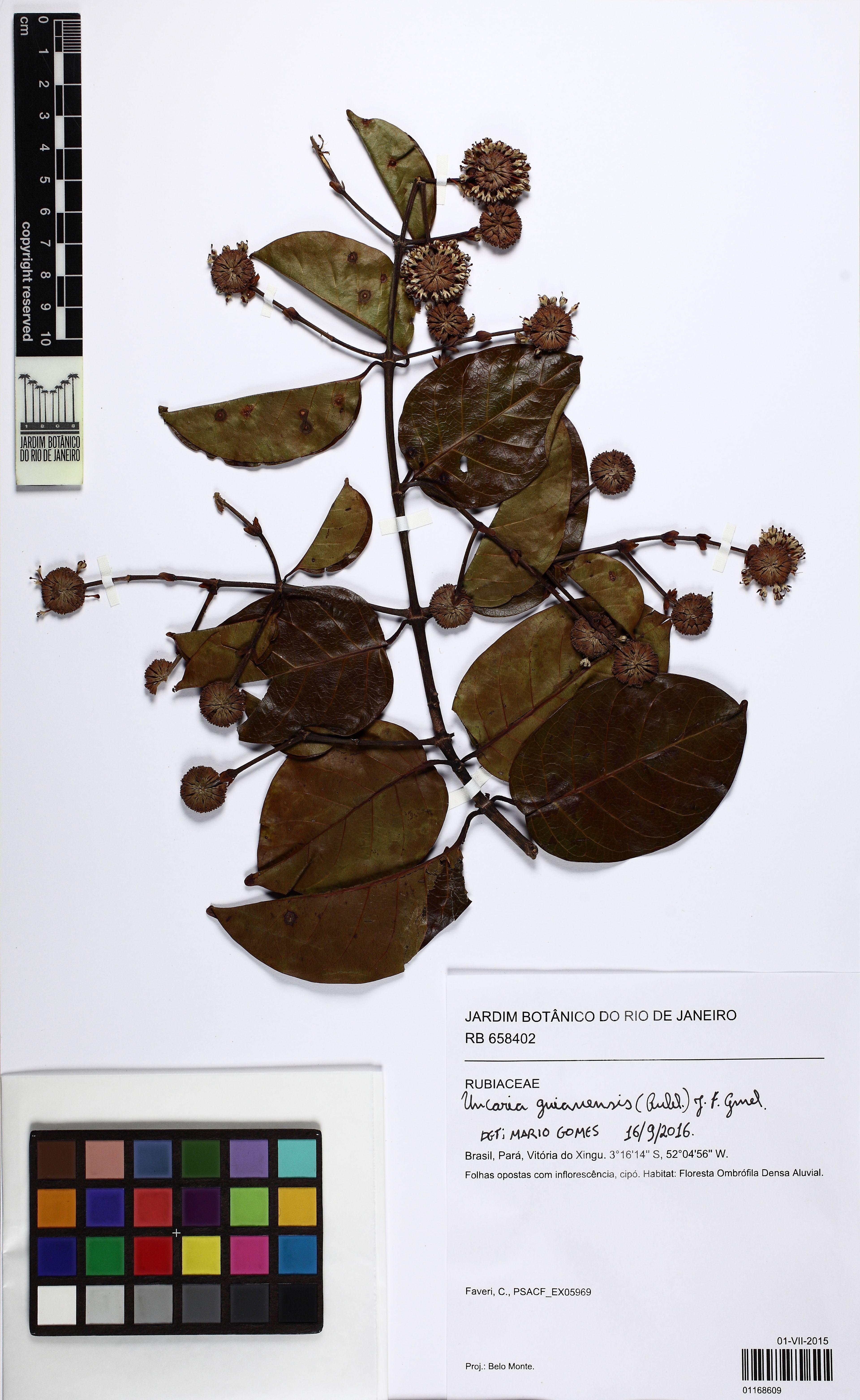 Uncaria guianensis - 105