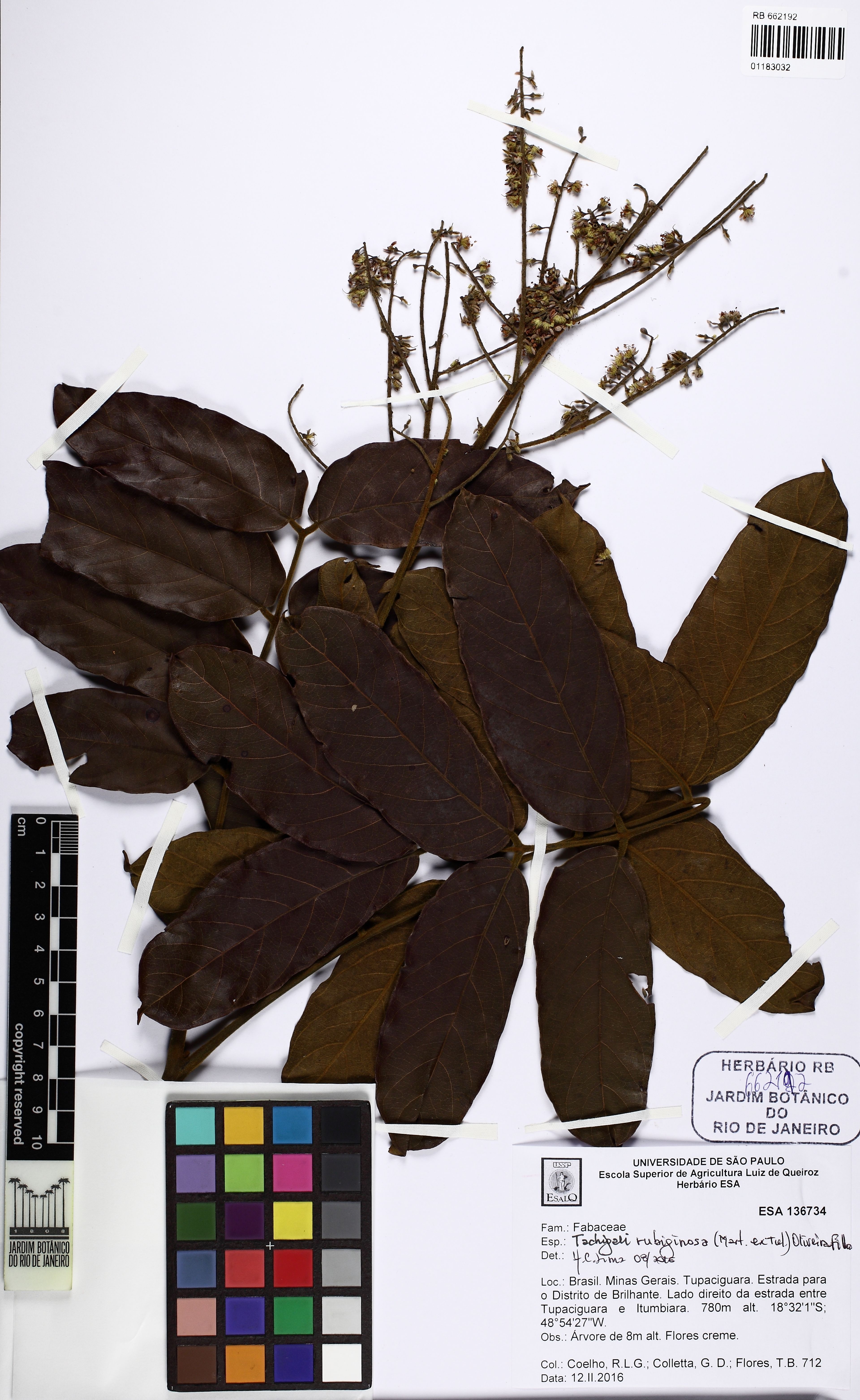 Tachigali rubiginosa - 14