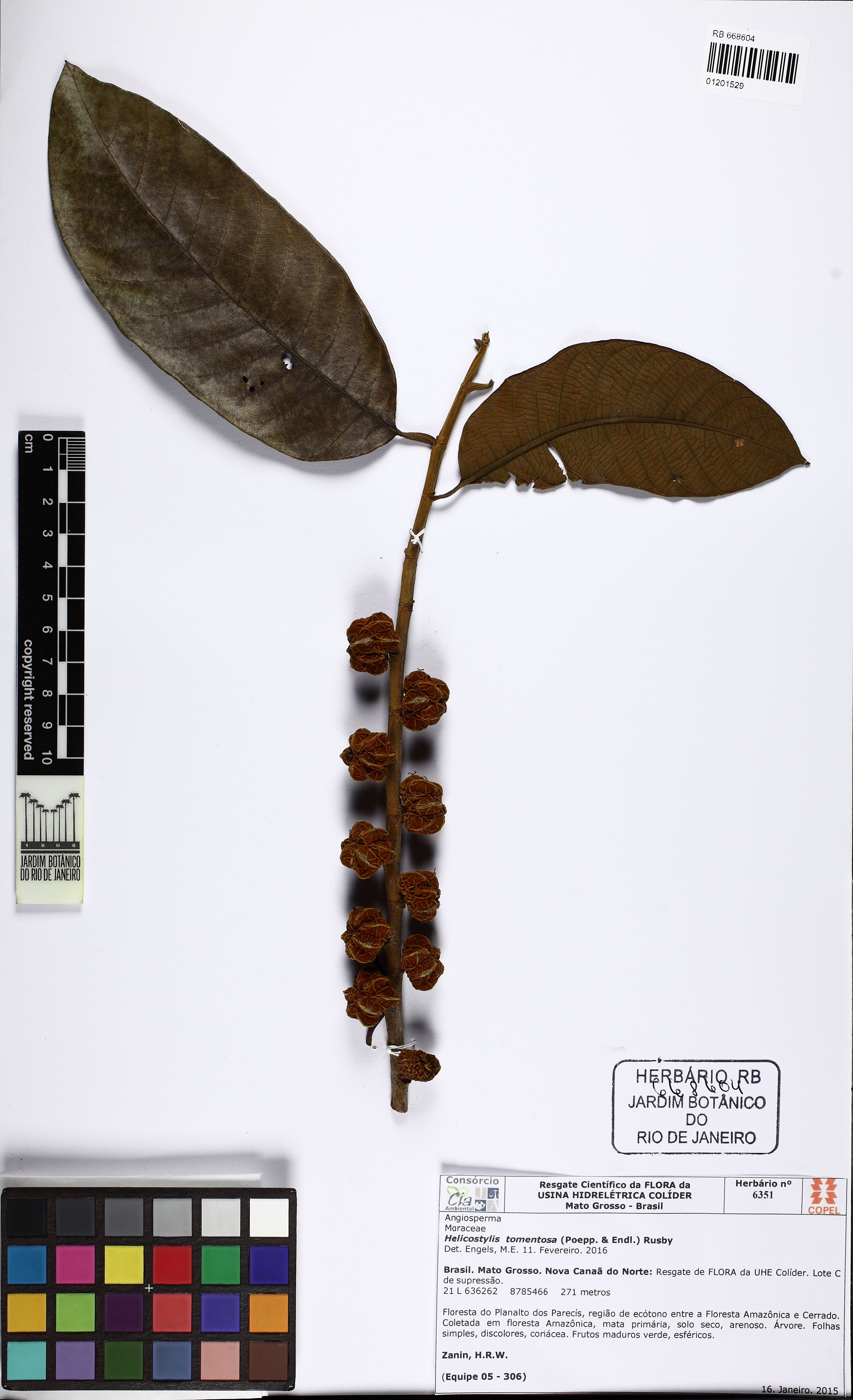 Helicostylis tomentosa - 4