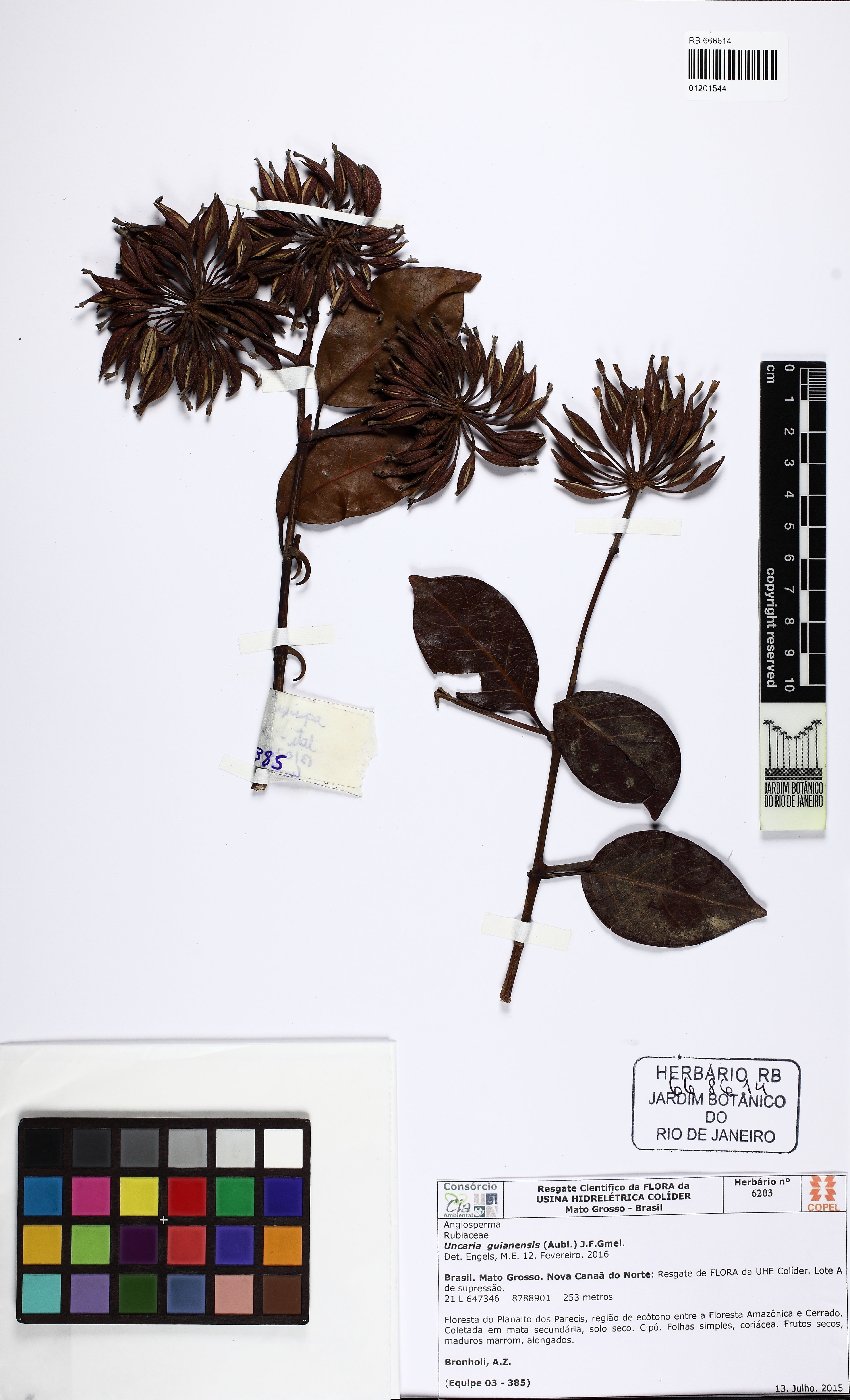 Uncaria guianensis - 177