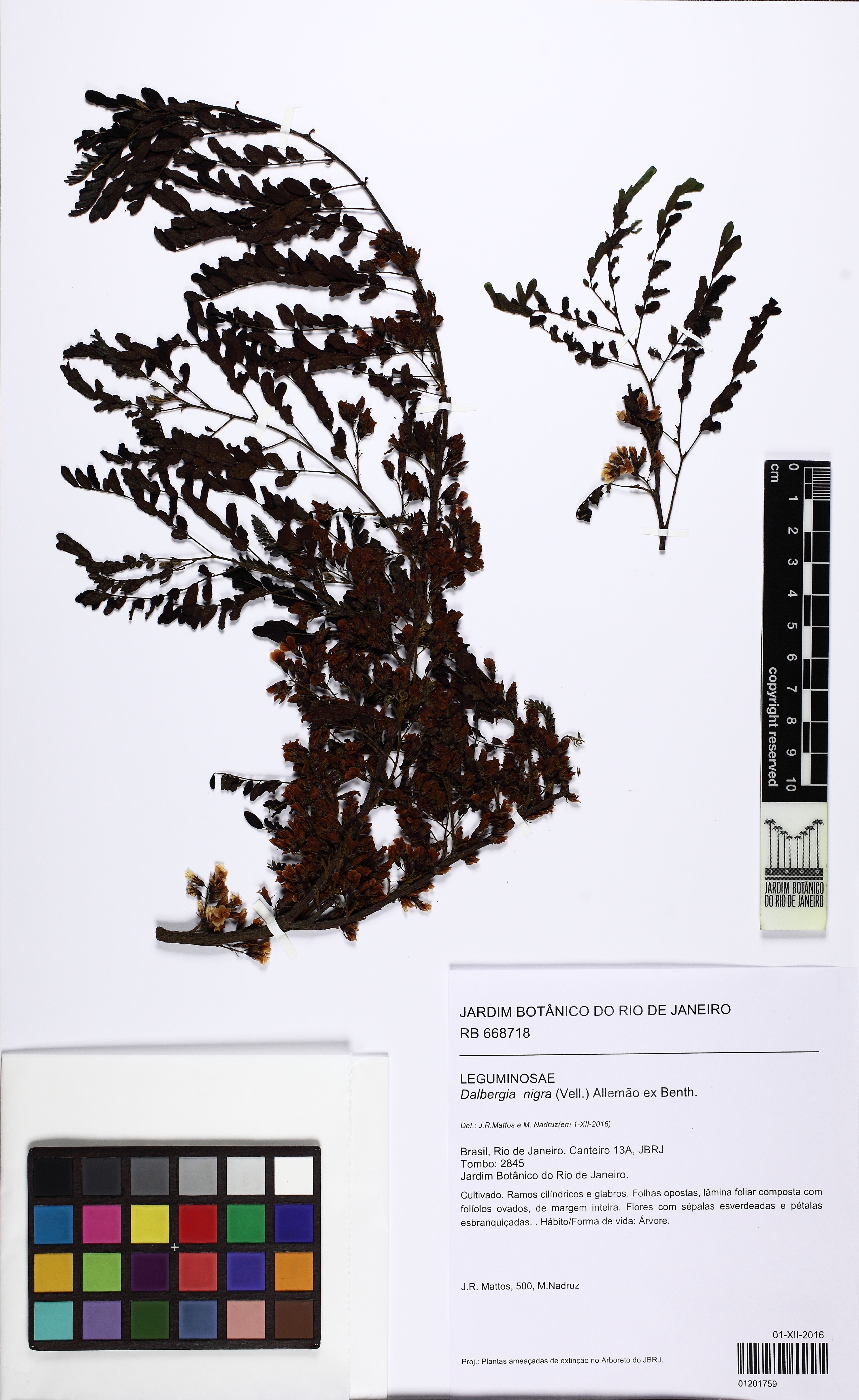 Dalbergia nigra - 5