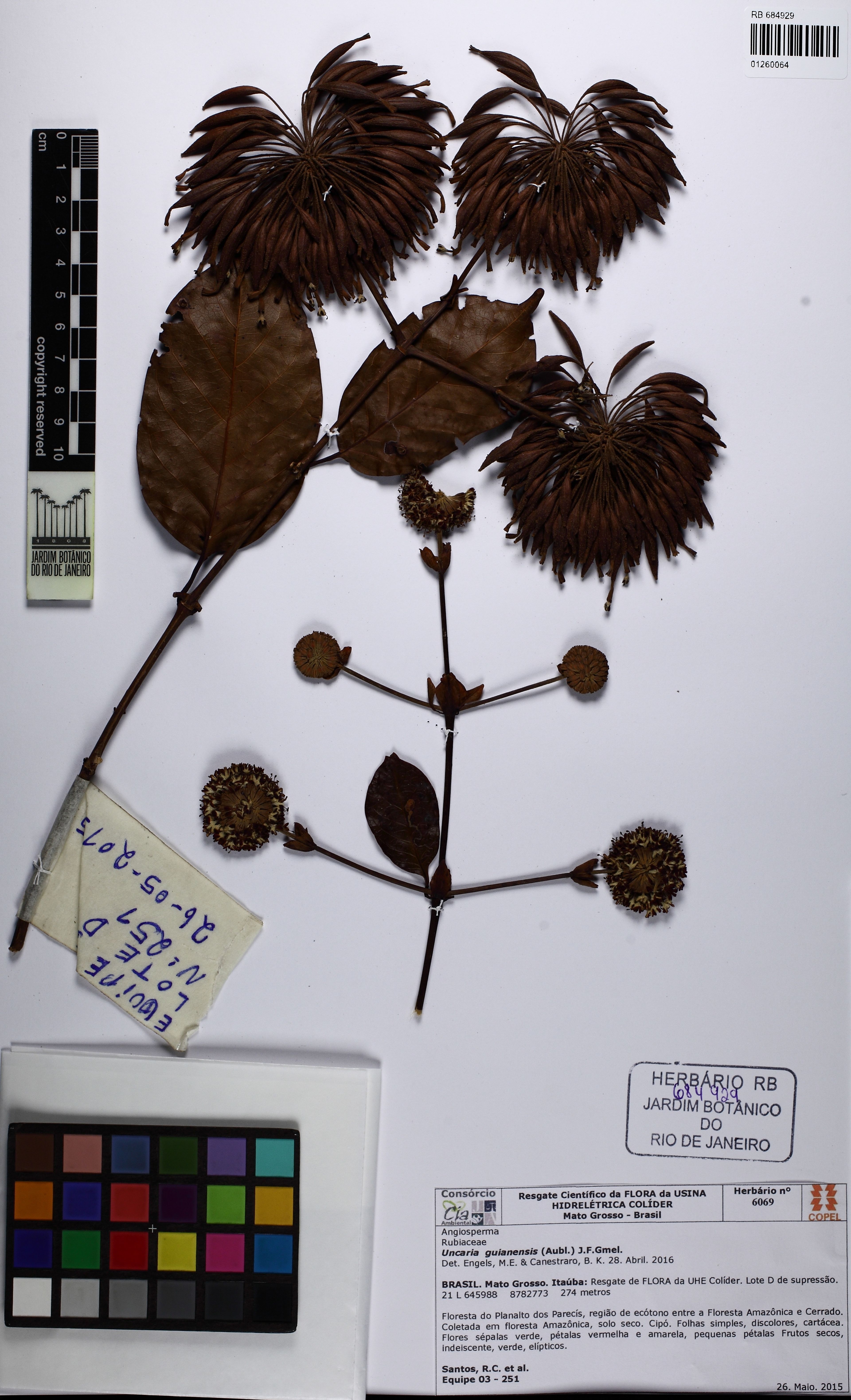 Uncaria guianensis - 96