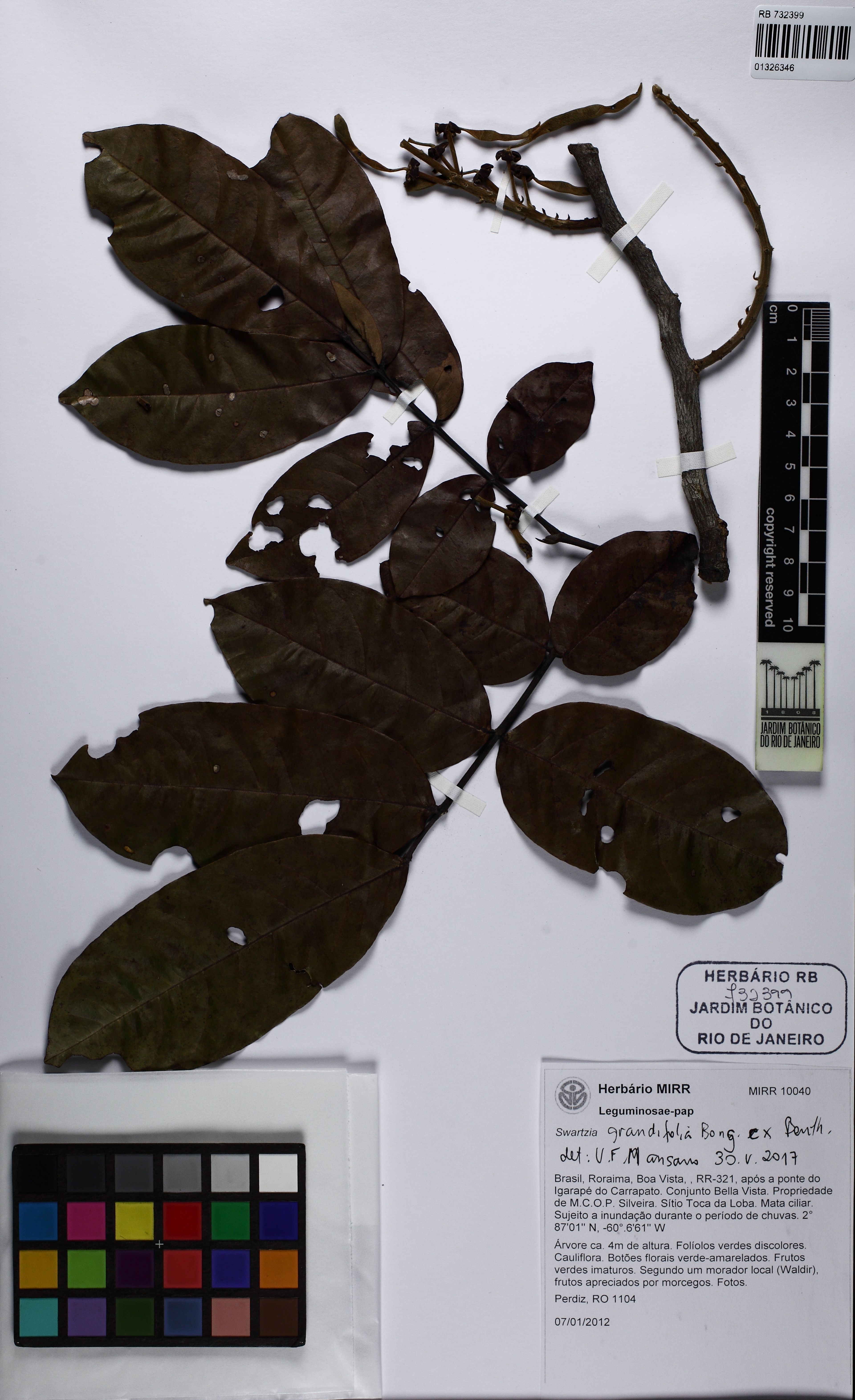 Swartzia grandifolia - 118