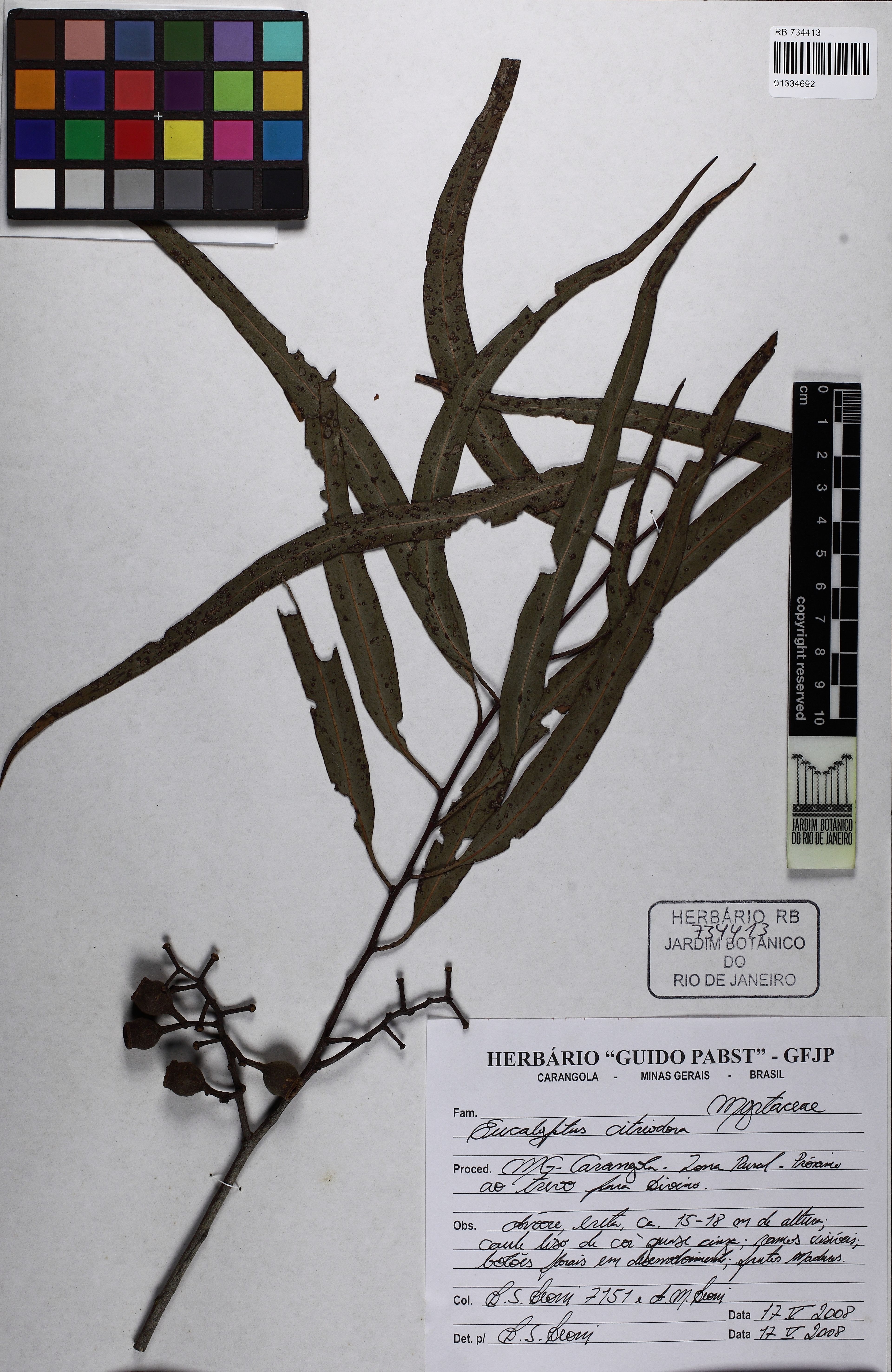 Eucalyptus citriodora - 3