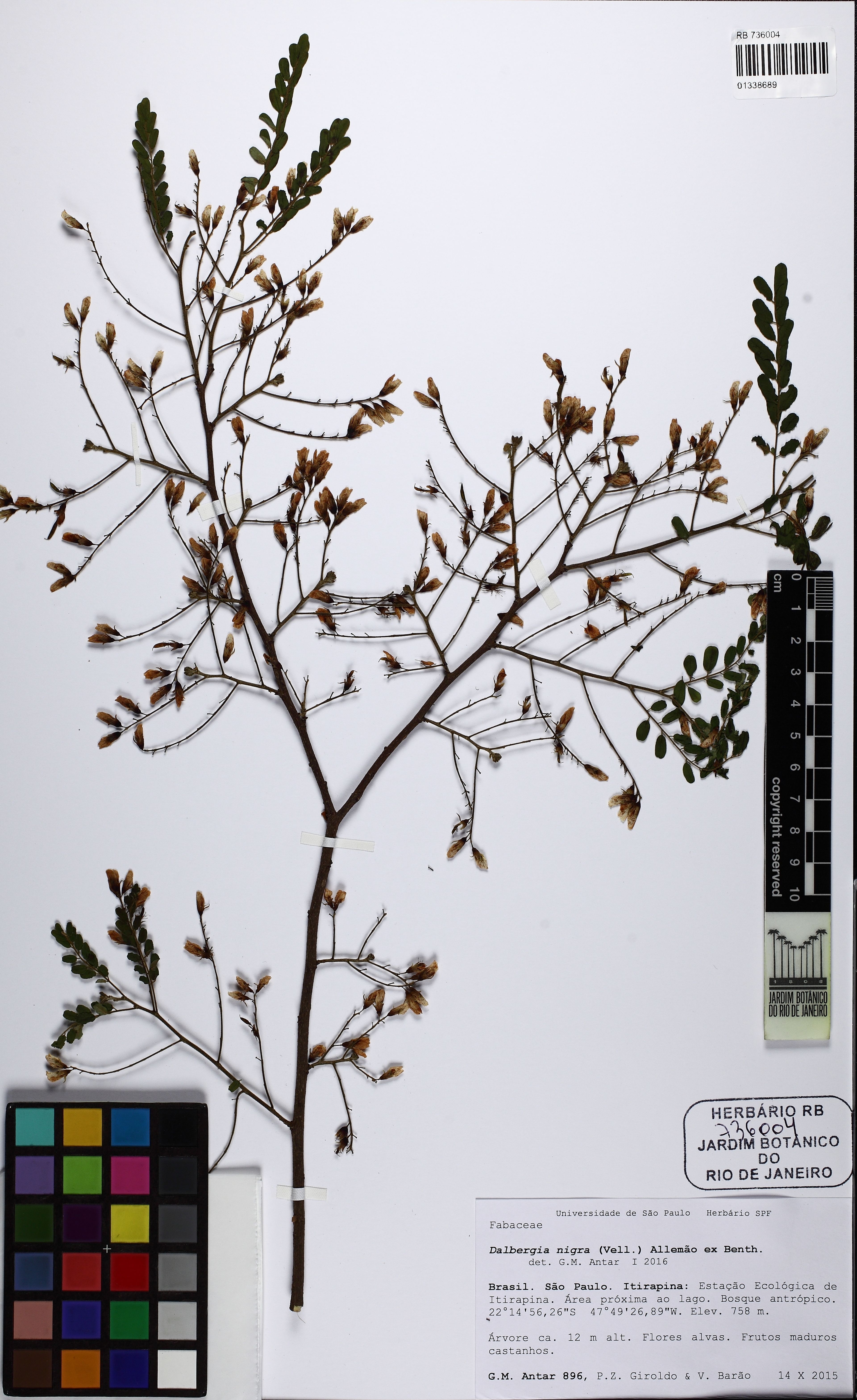 Dalbergia nigra - 27