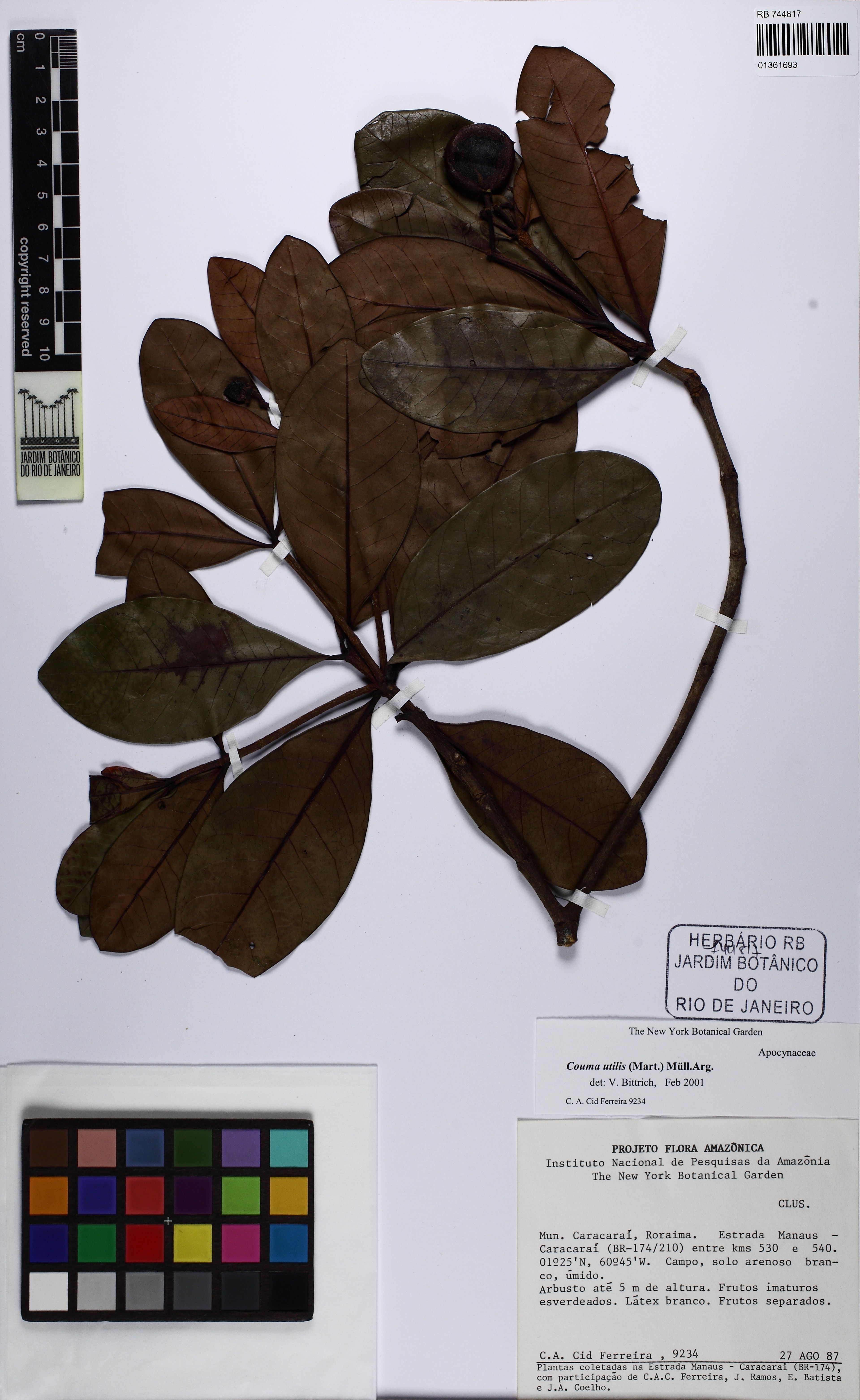 Couma utilis - 40