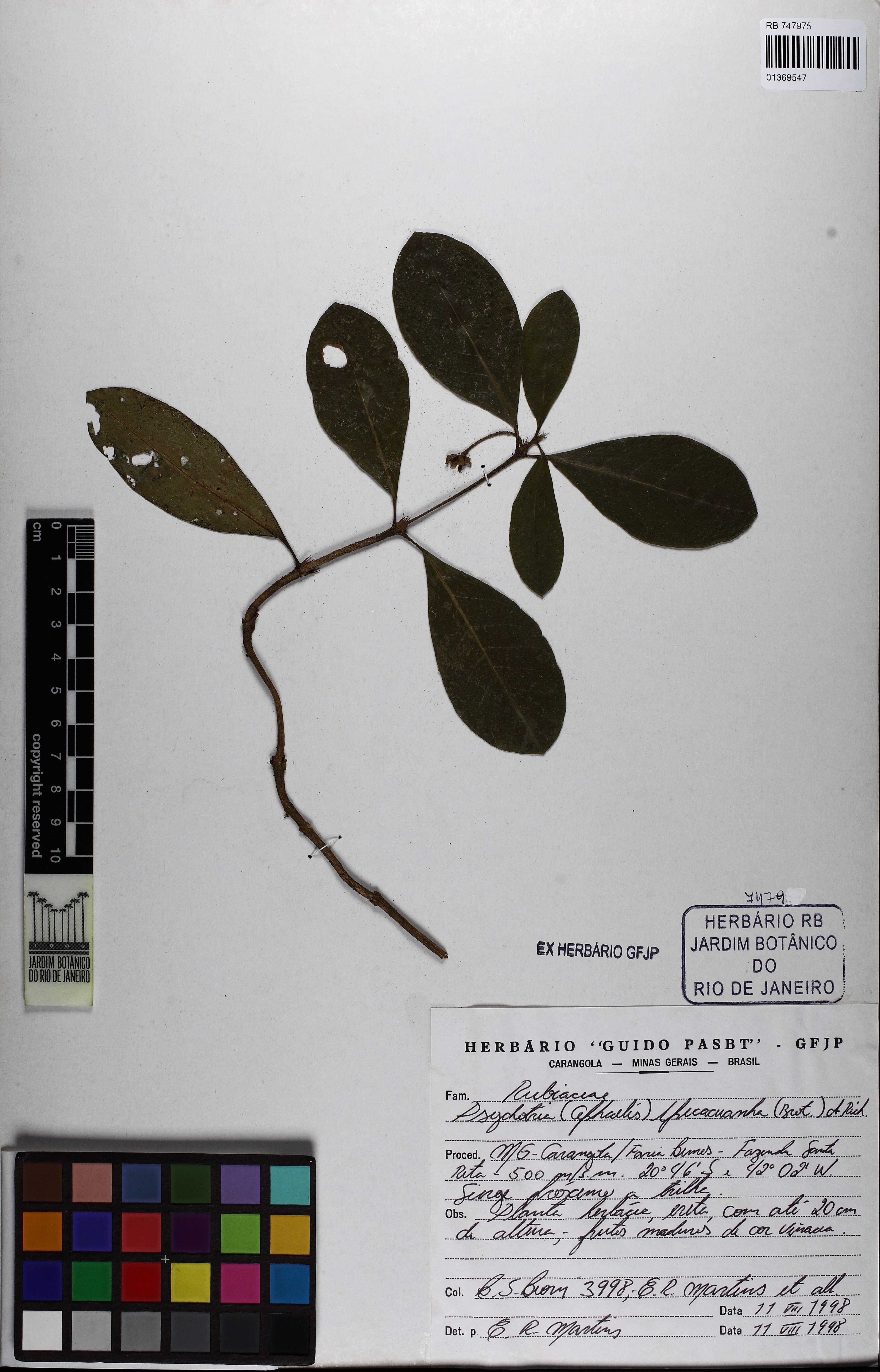 Carapichea ipecacuanha - 13
