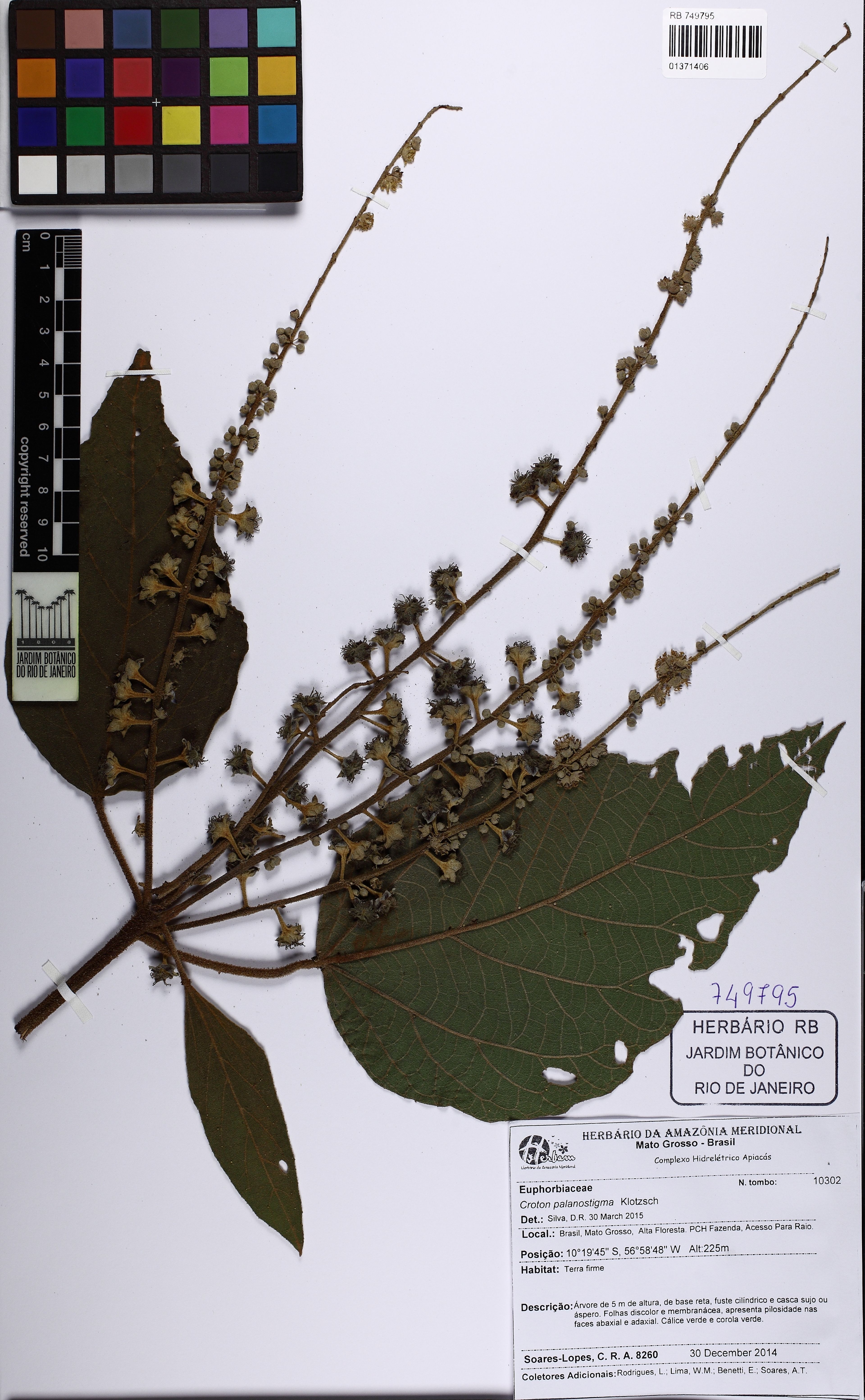 Croton palanostigma - 5