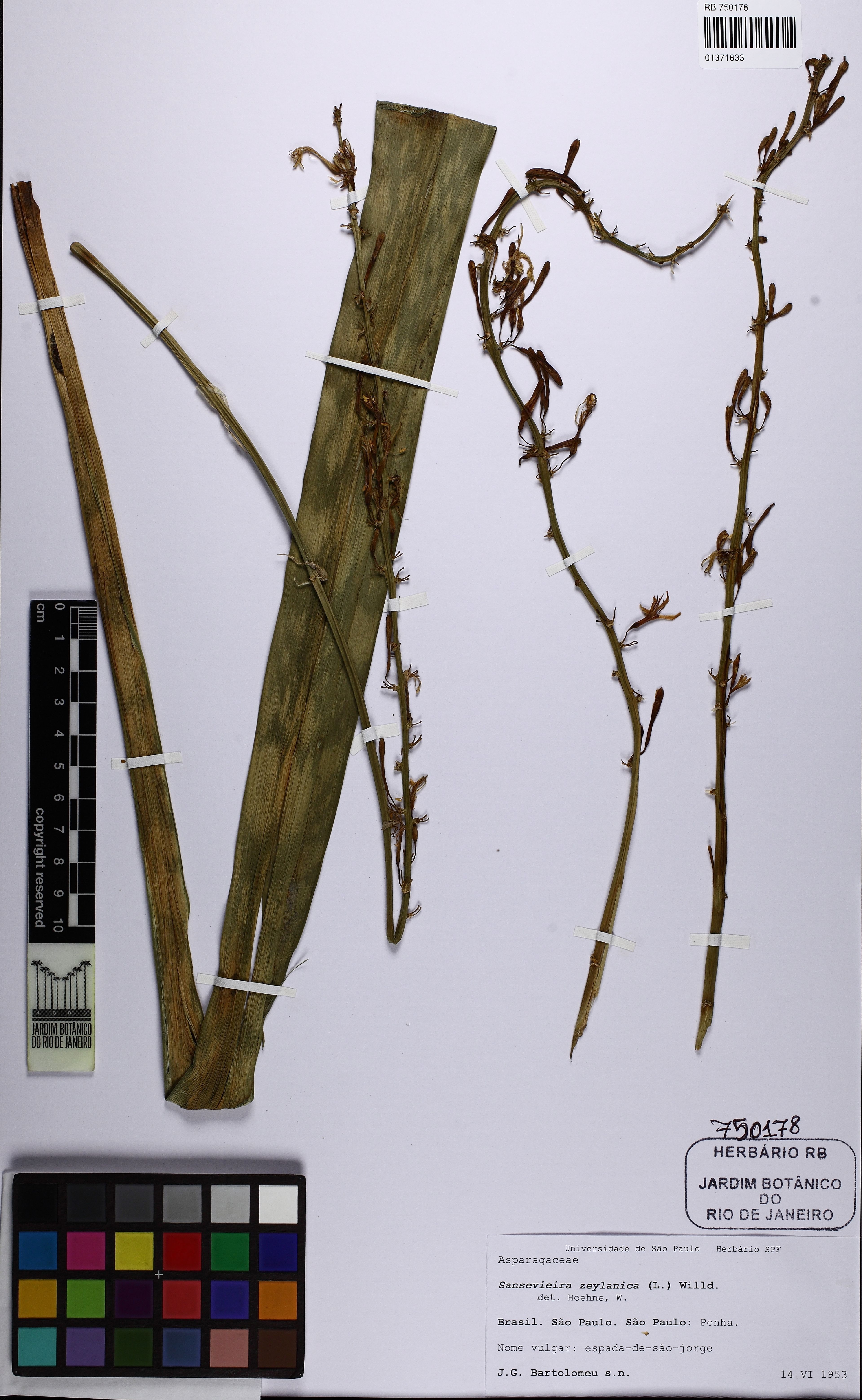 Sansevieria zeylanica - 11