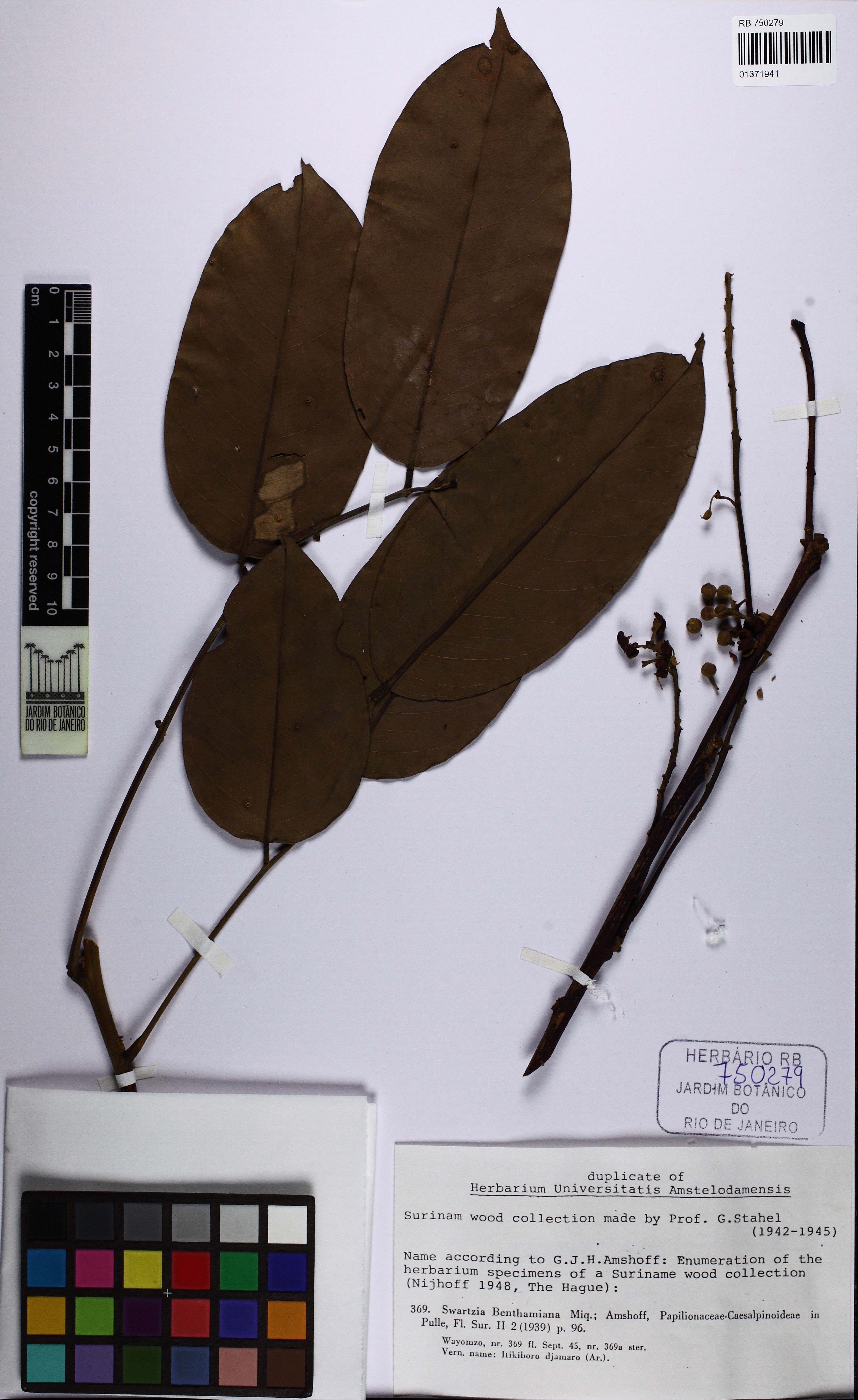 Swartzia benthamiana - 46