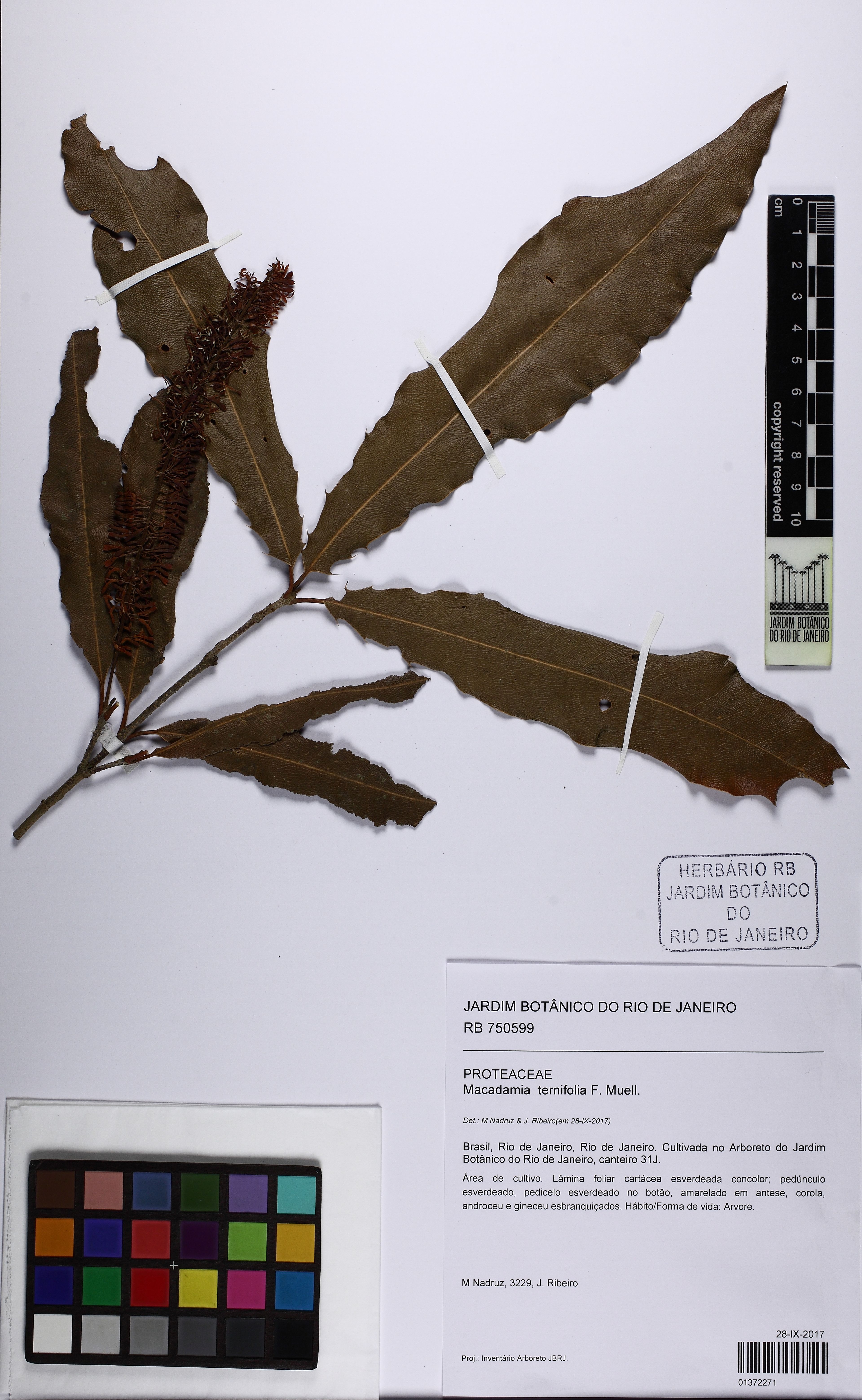 Macadamia ternifolia - 128