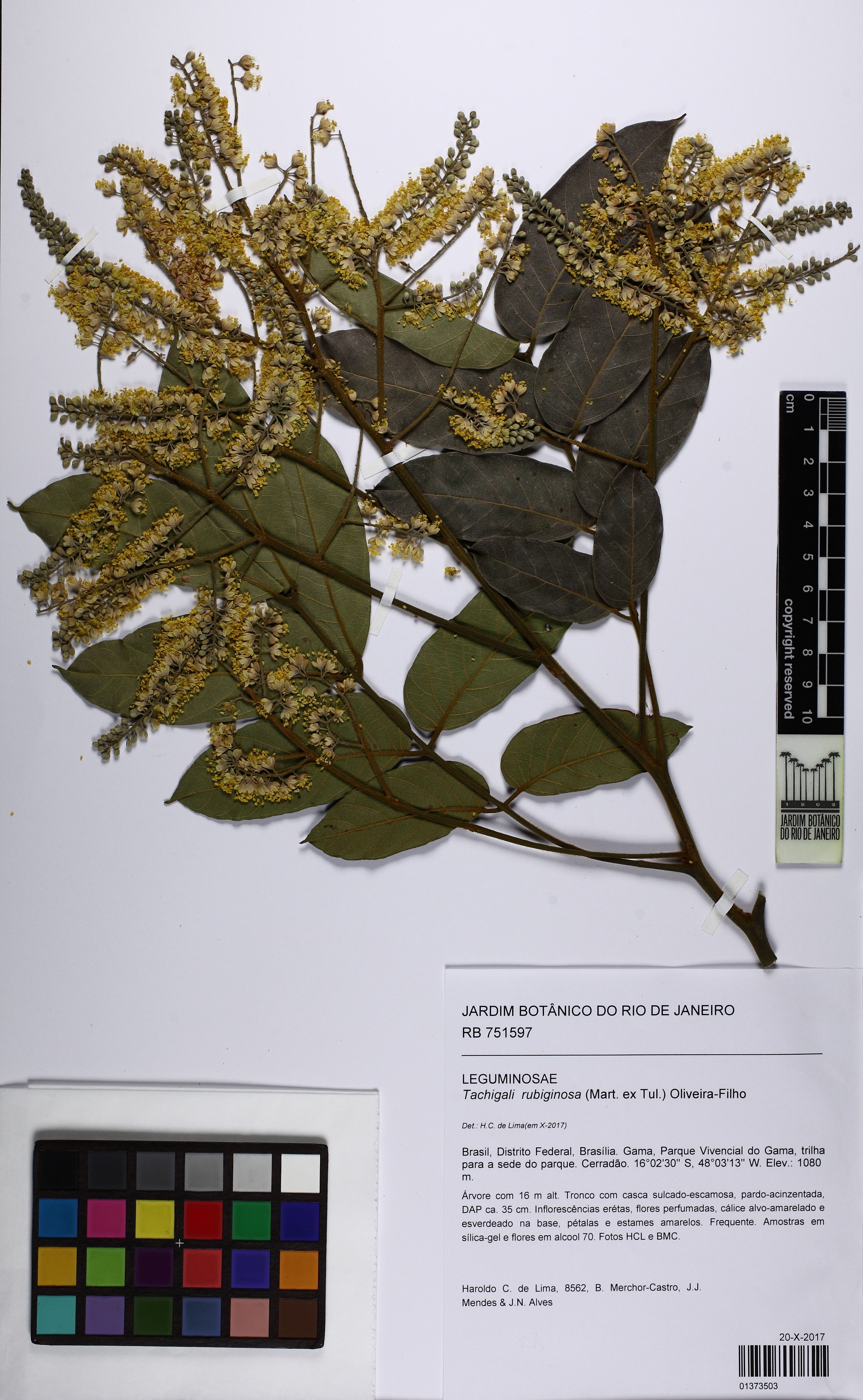 Tachigali rubiginosa - 79