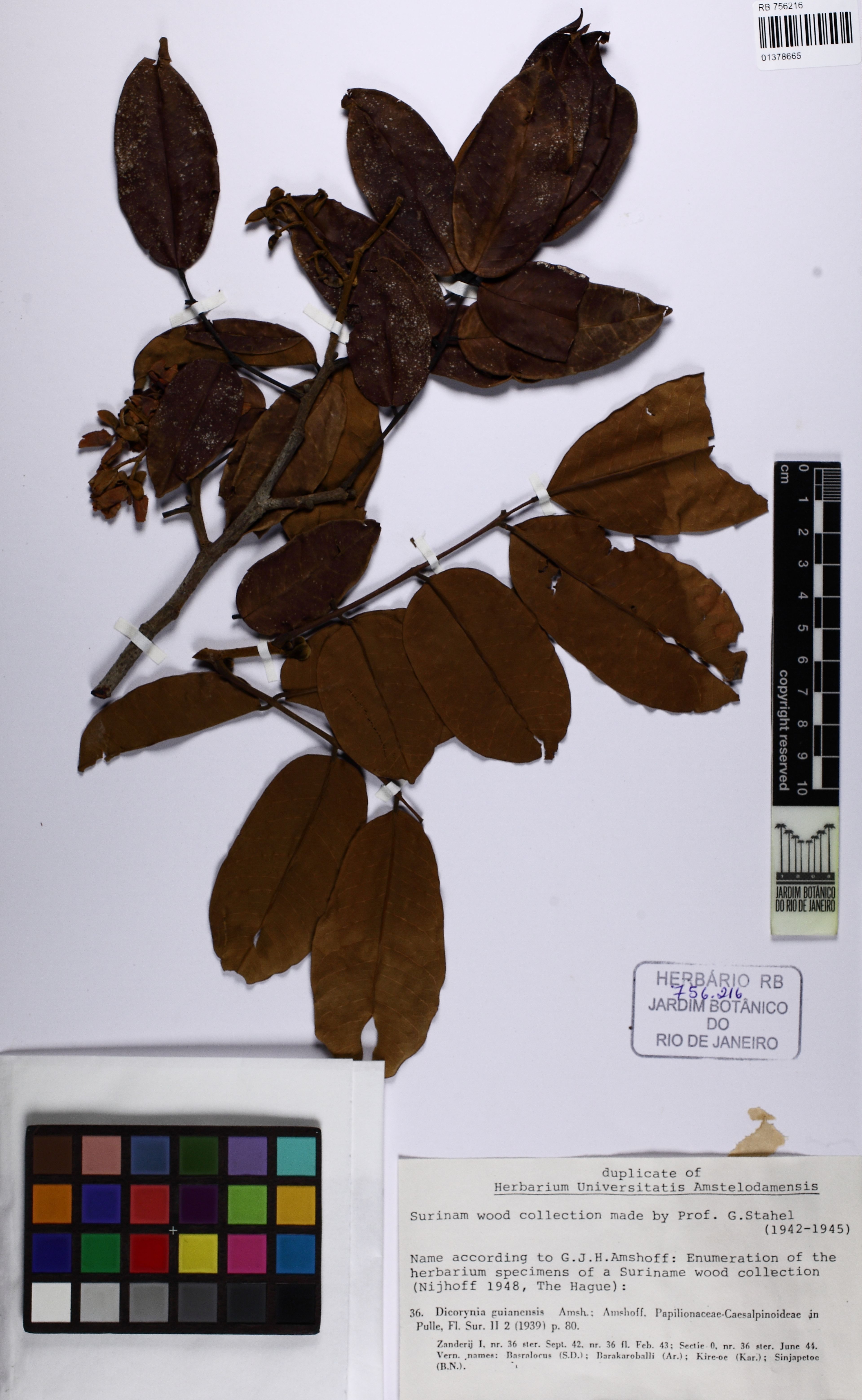 Dicorynia guianensis - 23