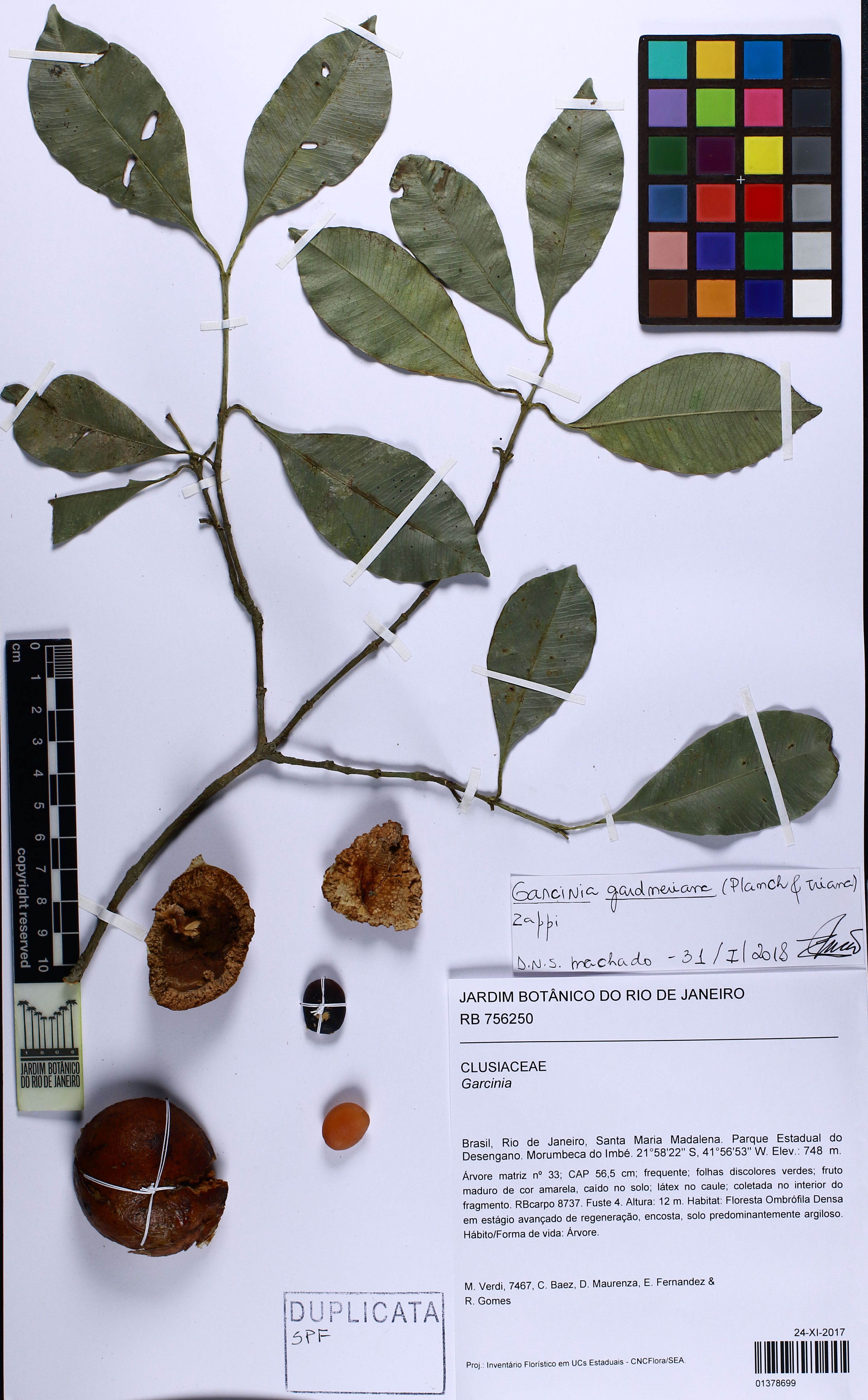 Garcinia gardneriana - 138