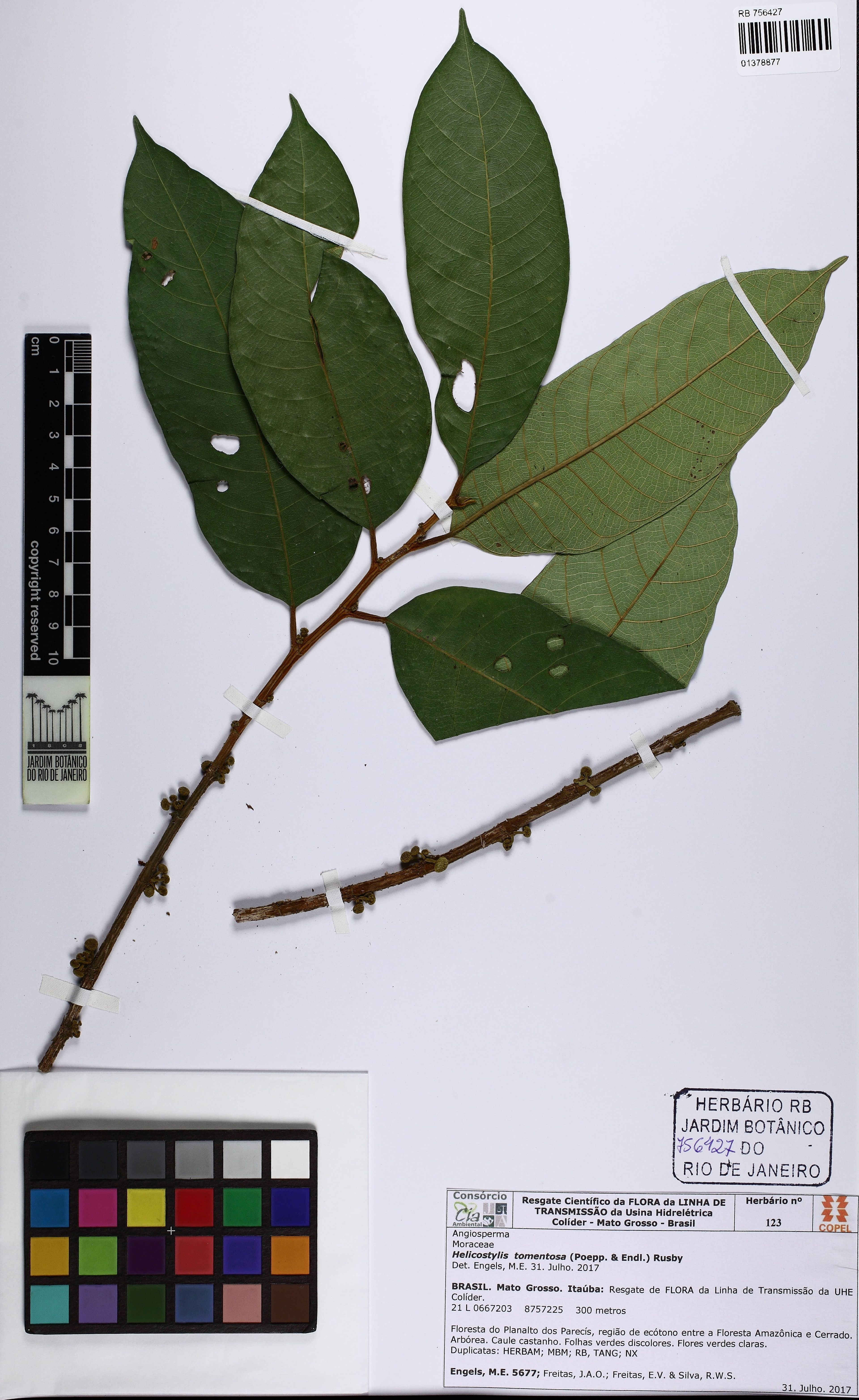 Helicostylis tomentosa - 38