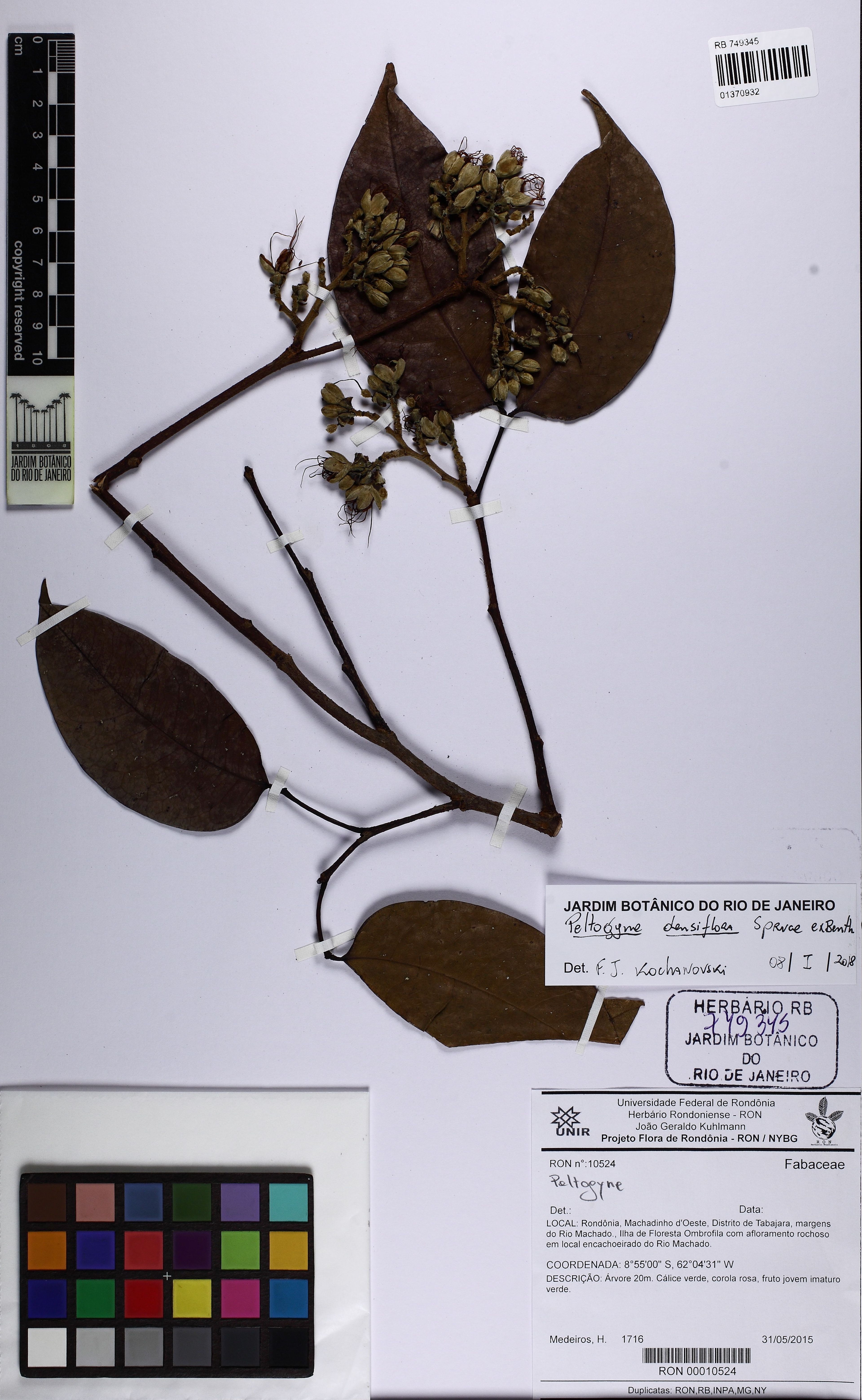 Peltogyne venosa - 77