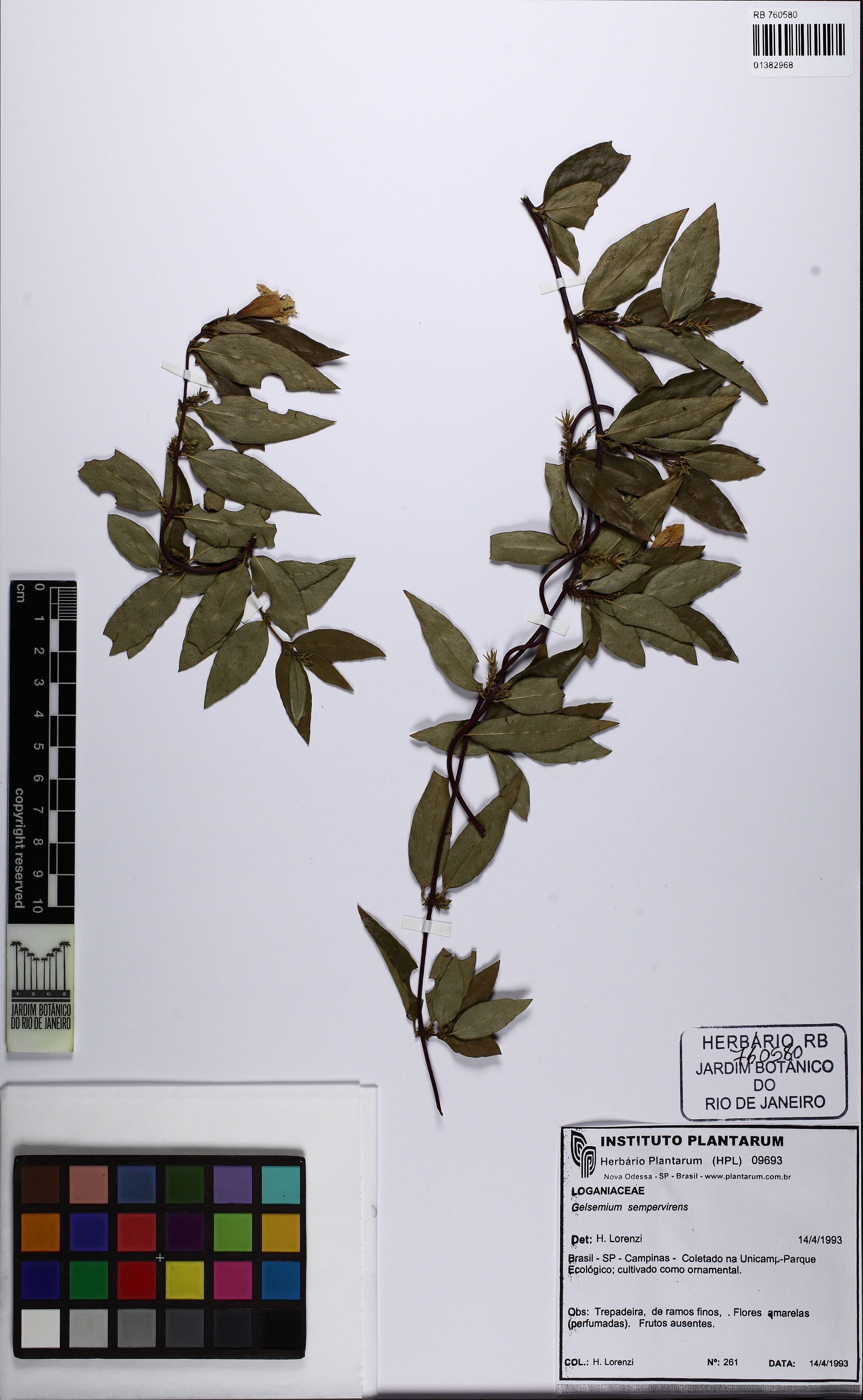 Gelsemium sempervirens - 27