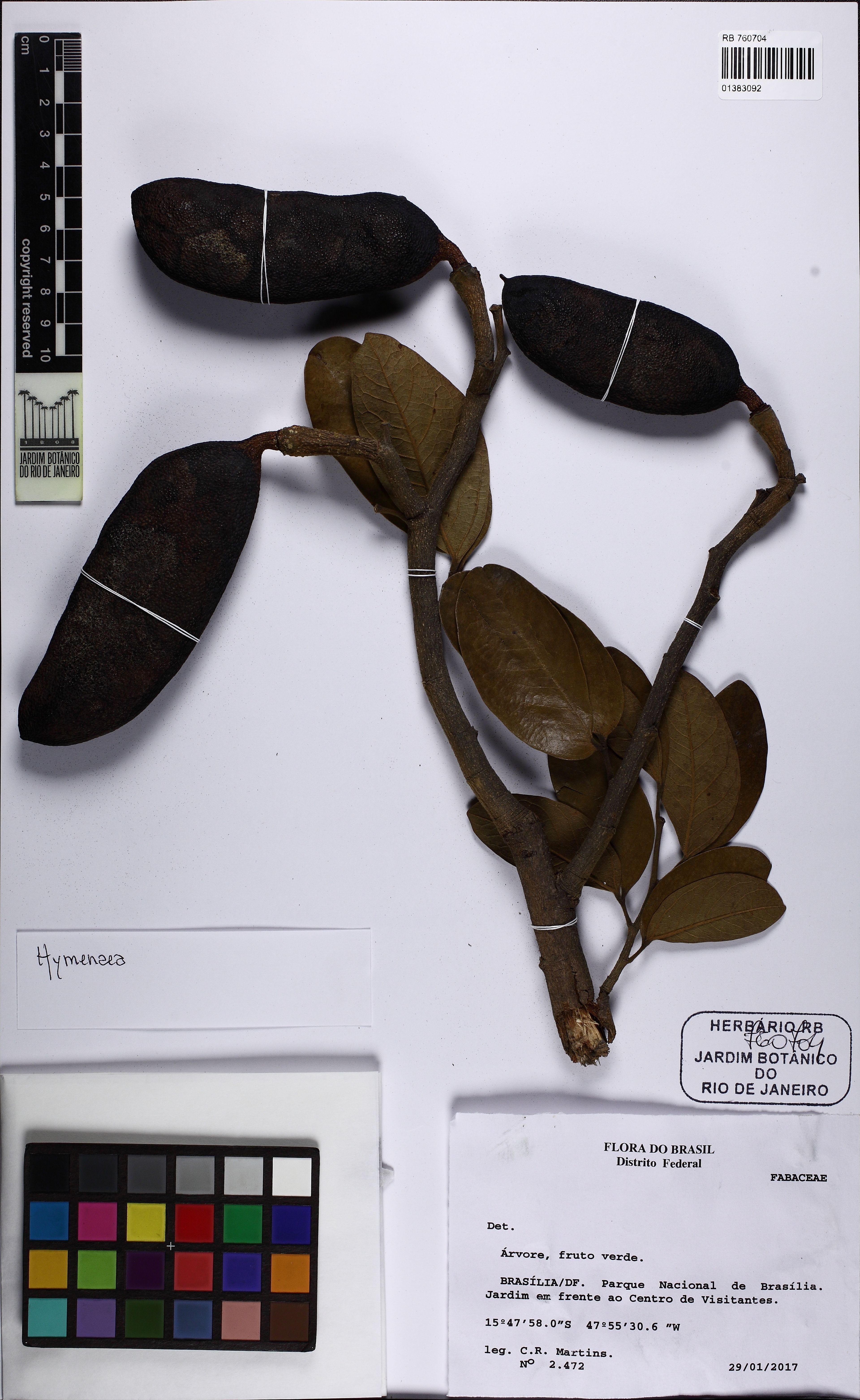 Hymenaea martiana - 26