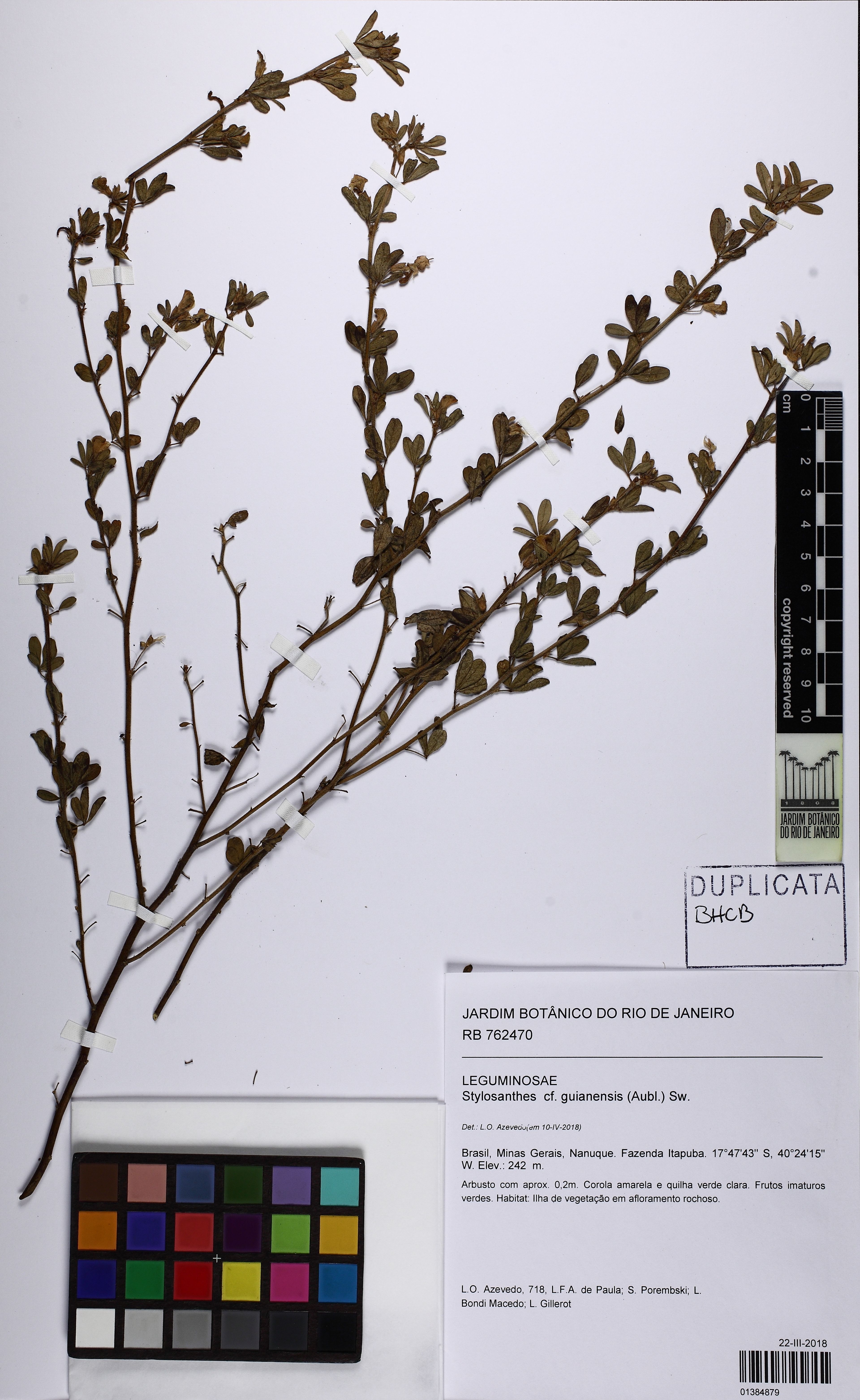 Stylosanthes guianensis - 153