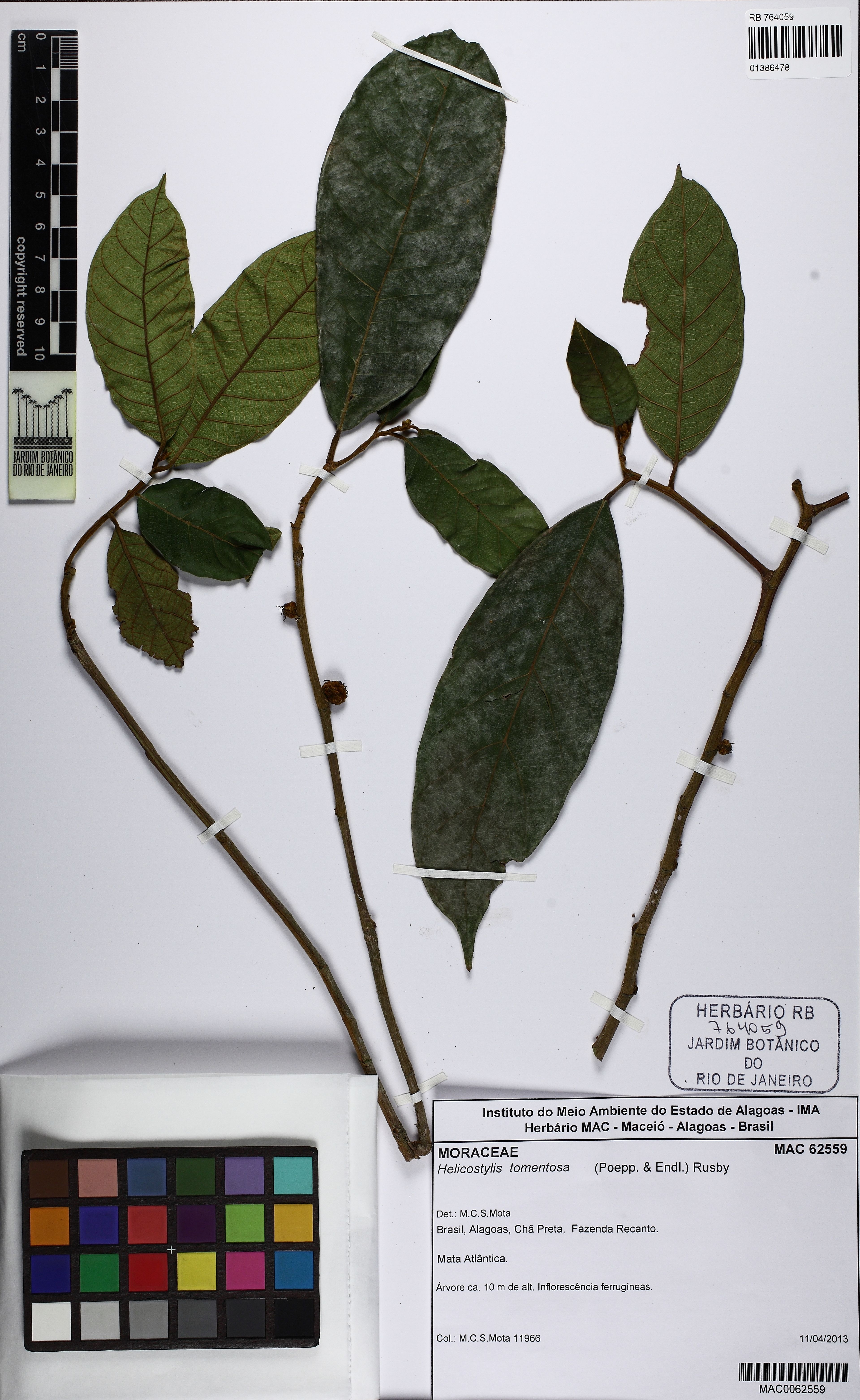 Helicostylis tomentosa - 76